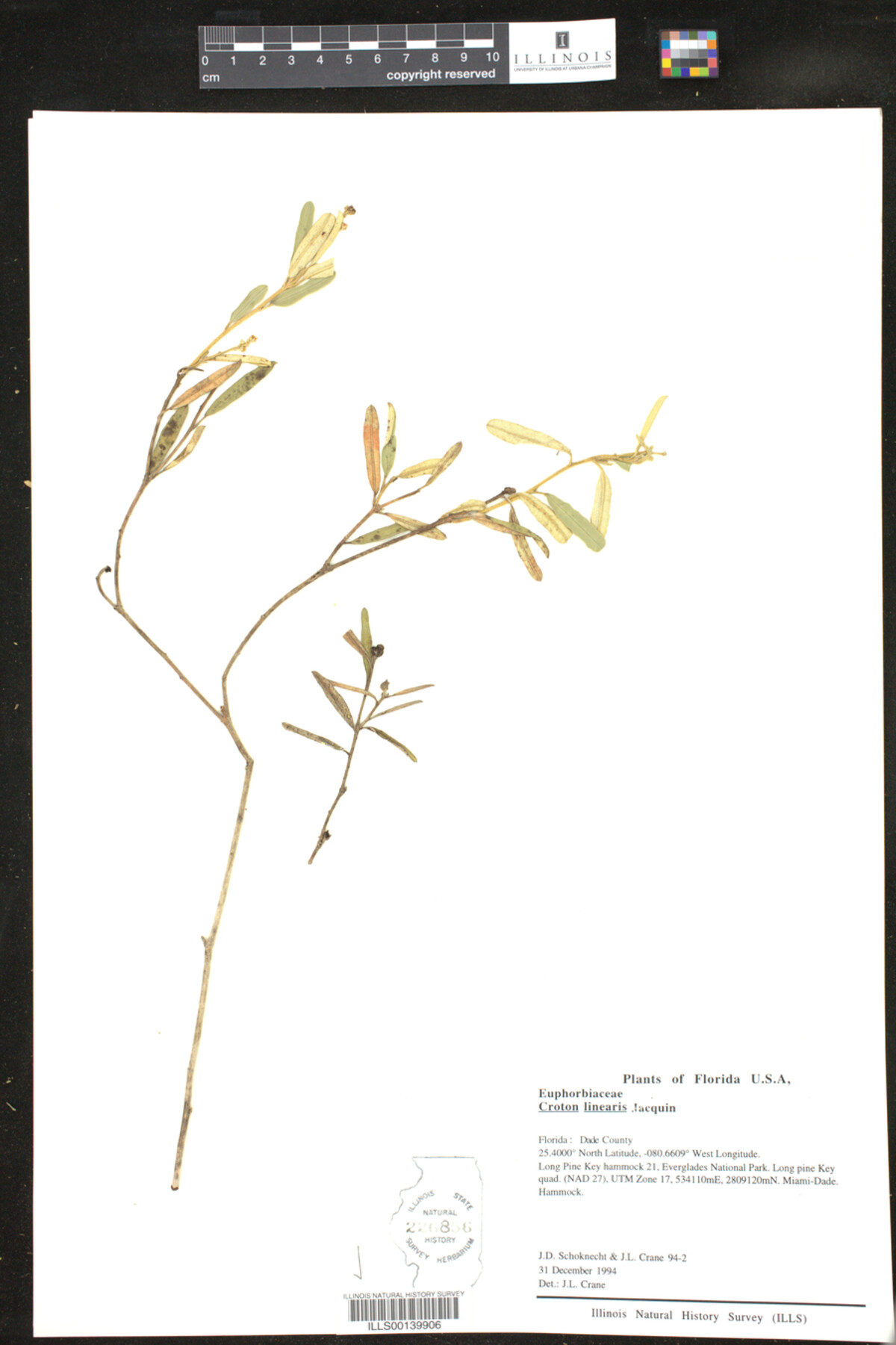 Croton linearis image