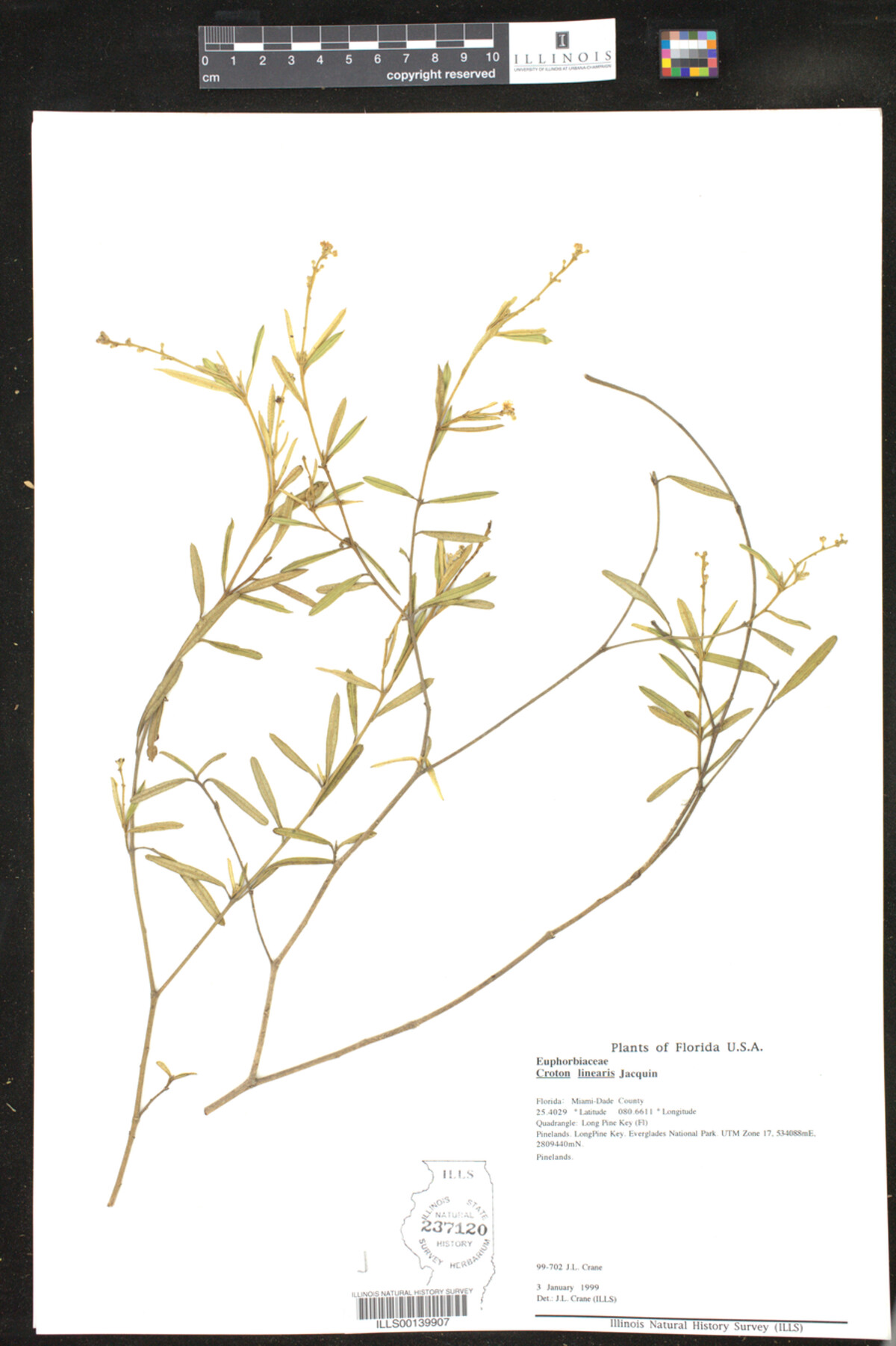 Croton linearis image