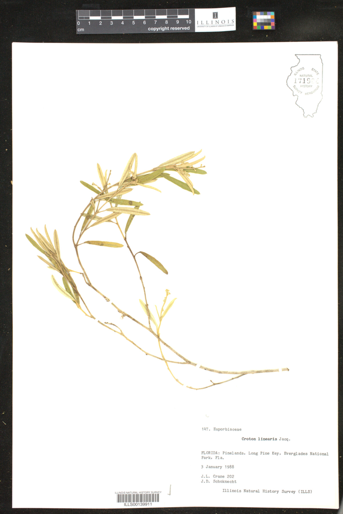 Croton linearis image