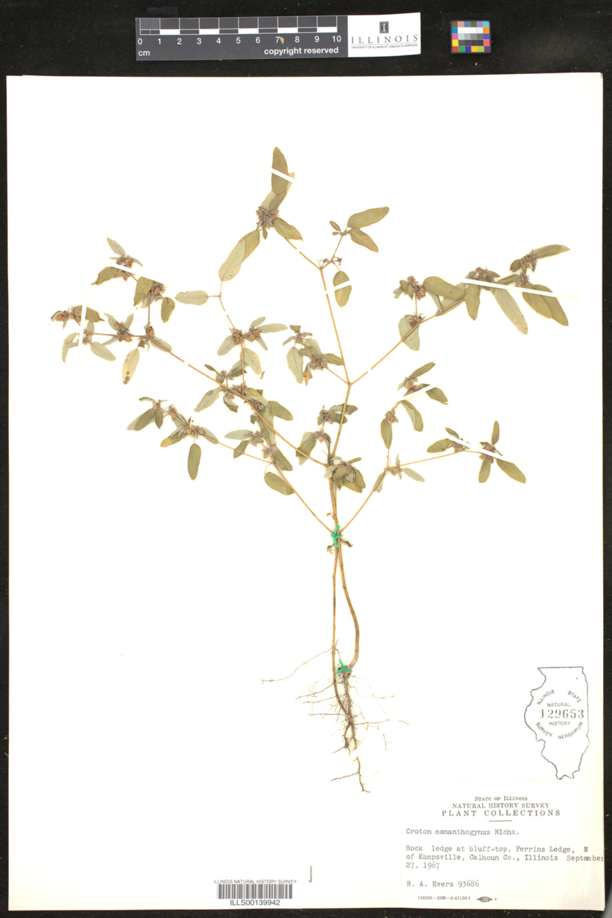 Croton monanthogynus image