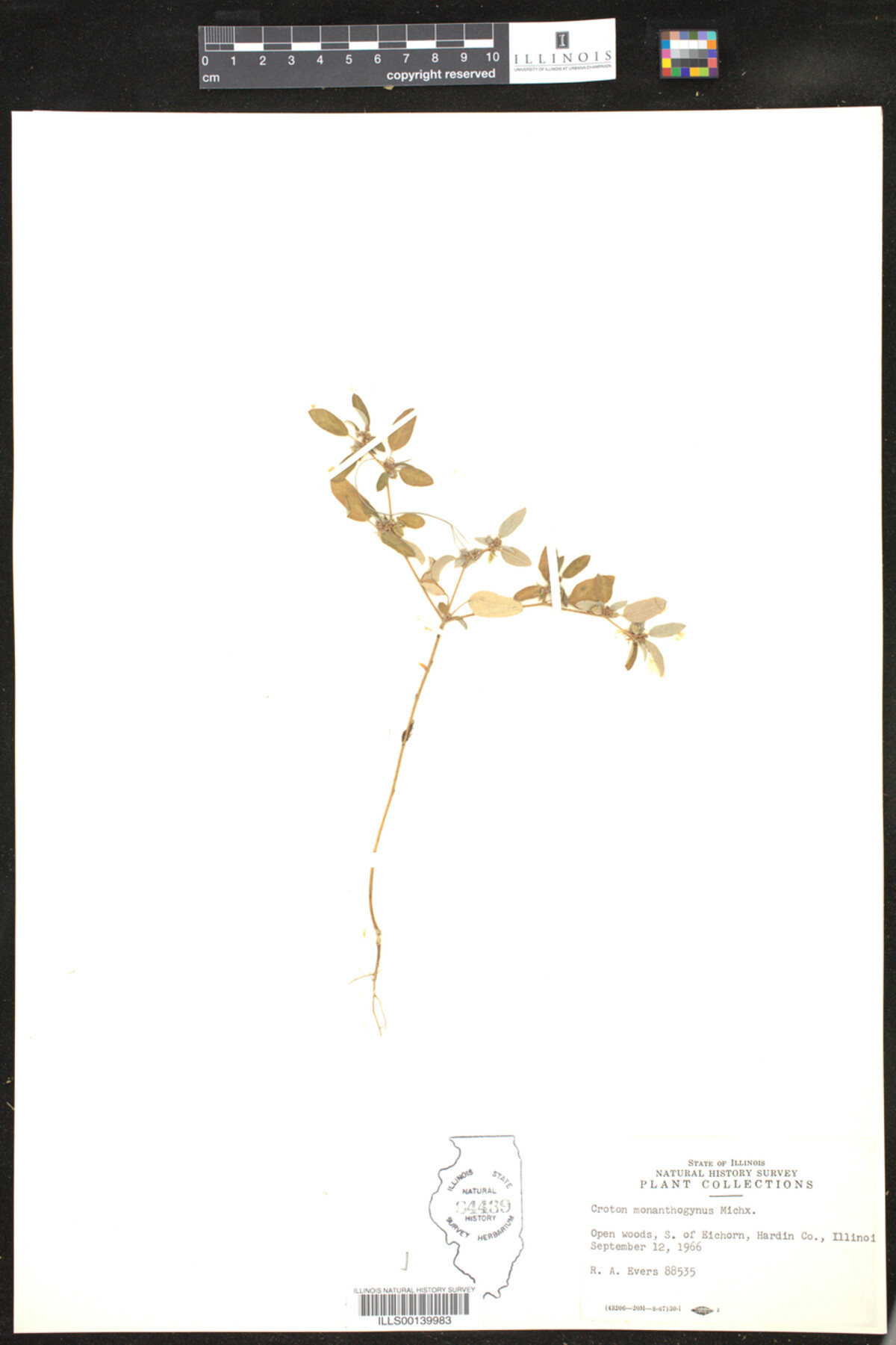 Croton monanthogynus image