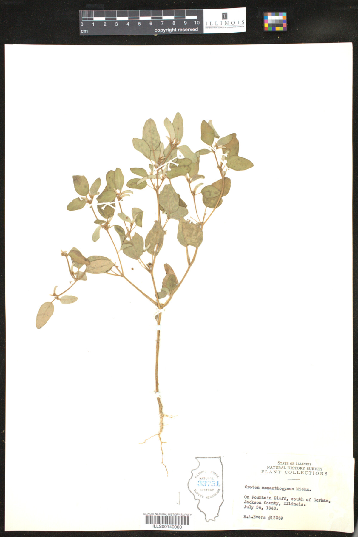 Croton monanthogynus image