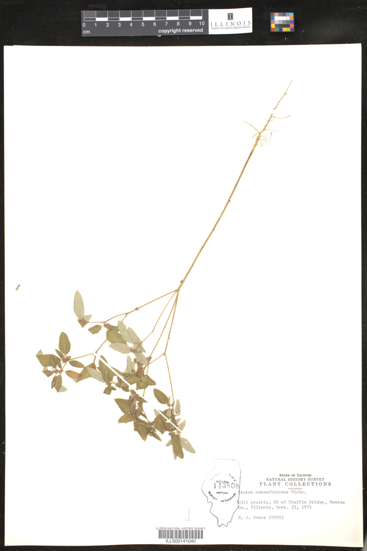 Croton monanthogynus image