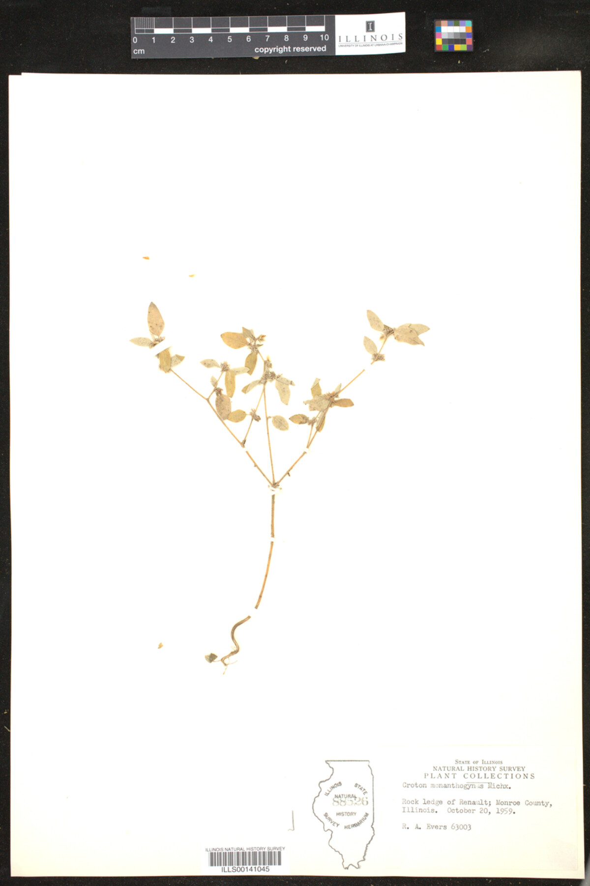 Croton monanthogynus image