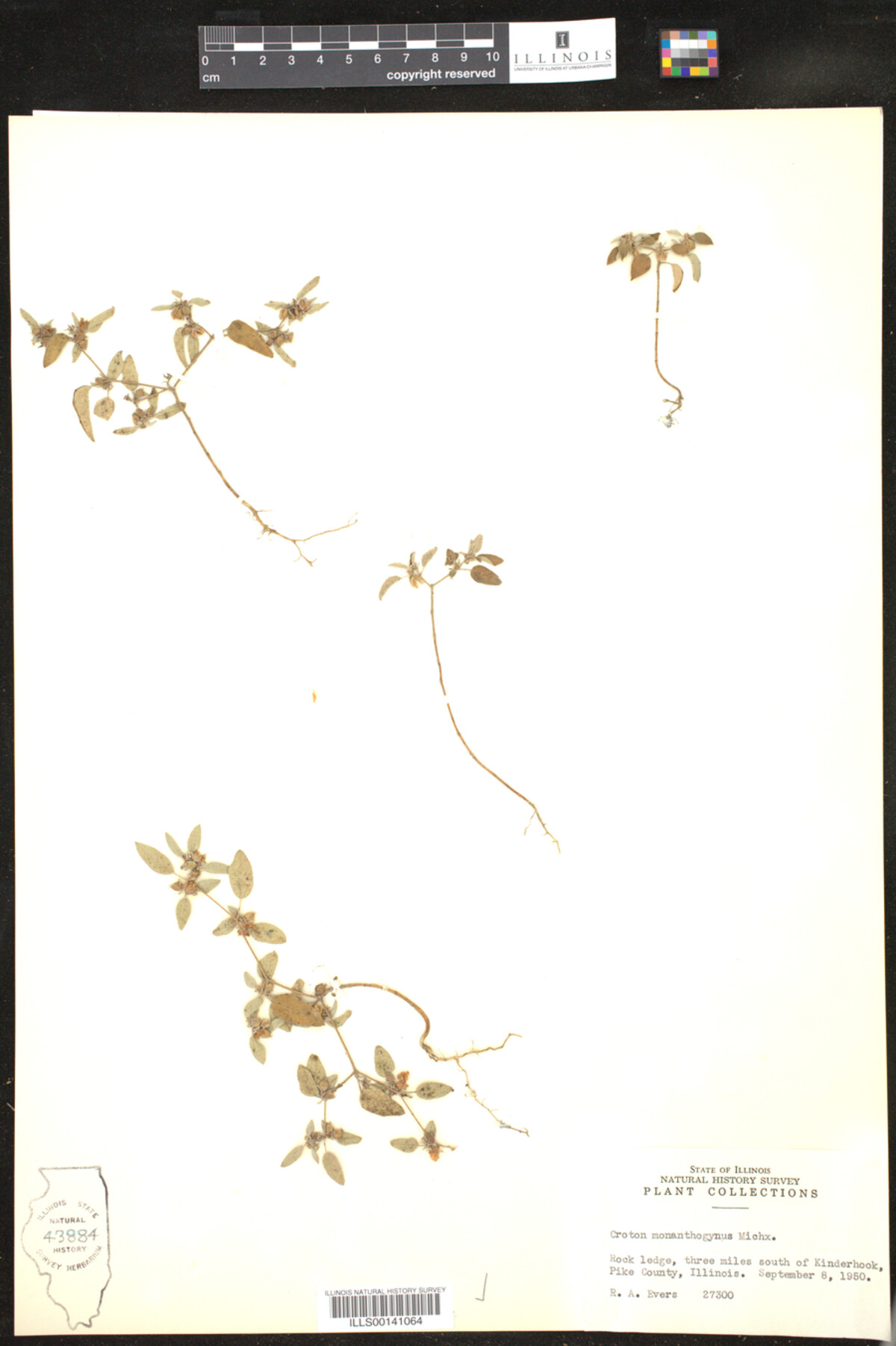 Croton monanthogynus image