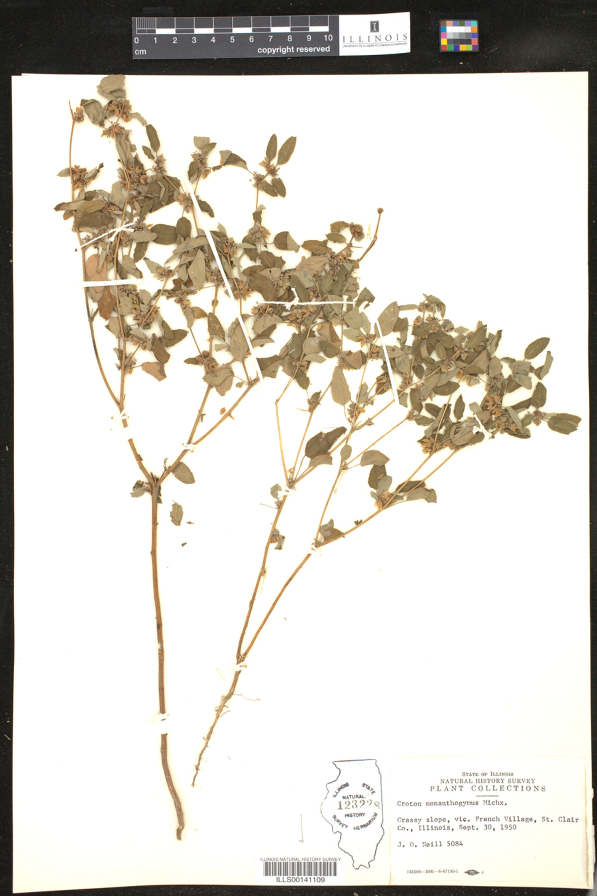 Croton monanthogynus image