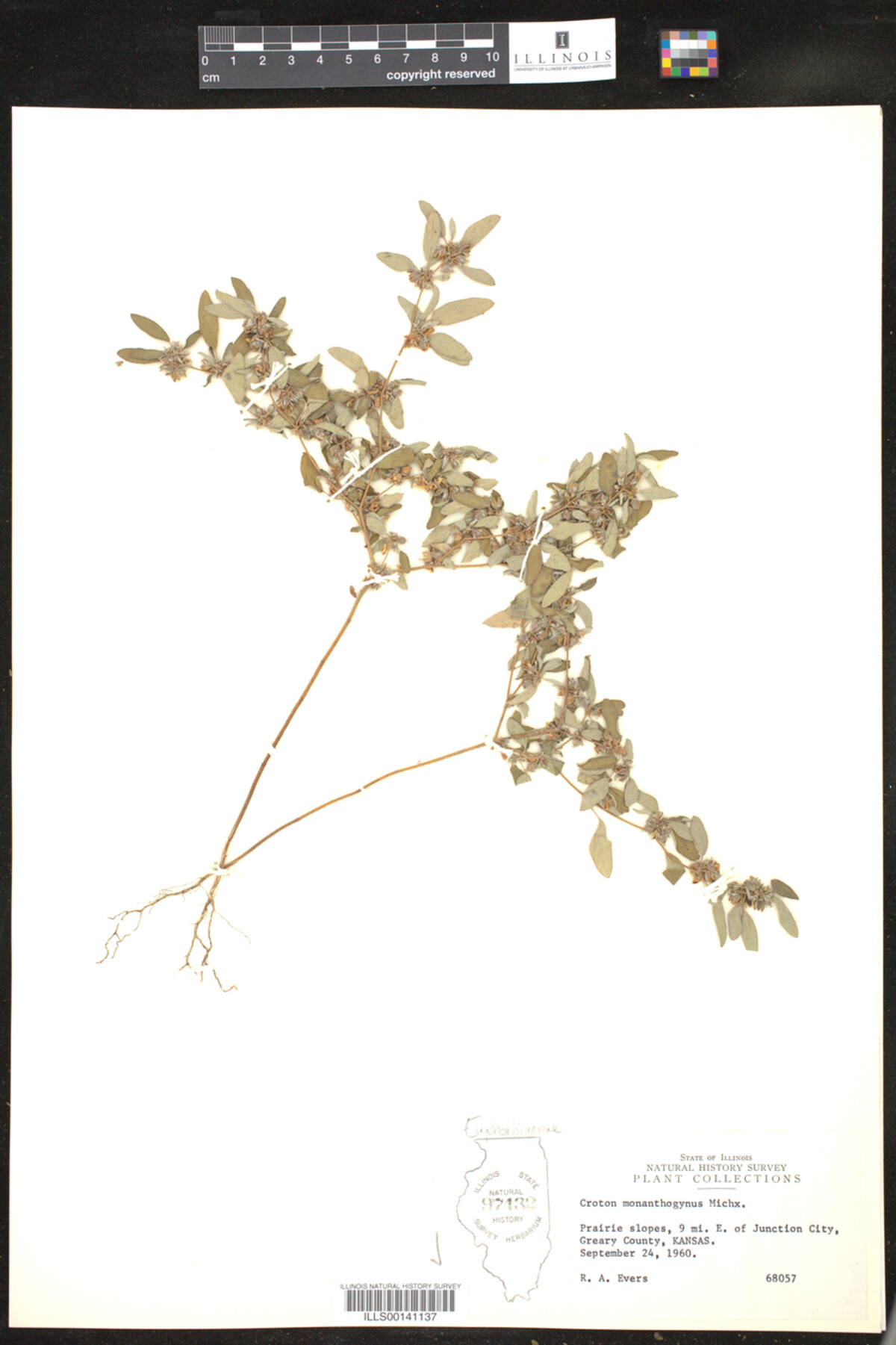 Croton monanthogynus image