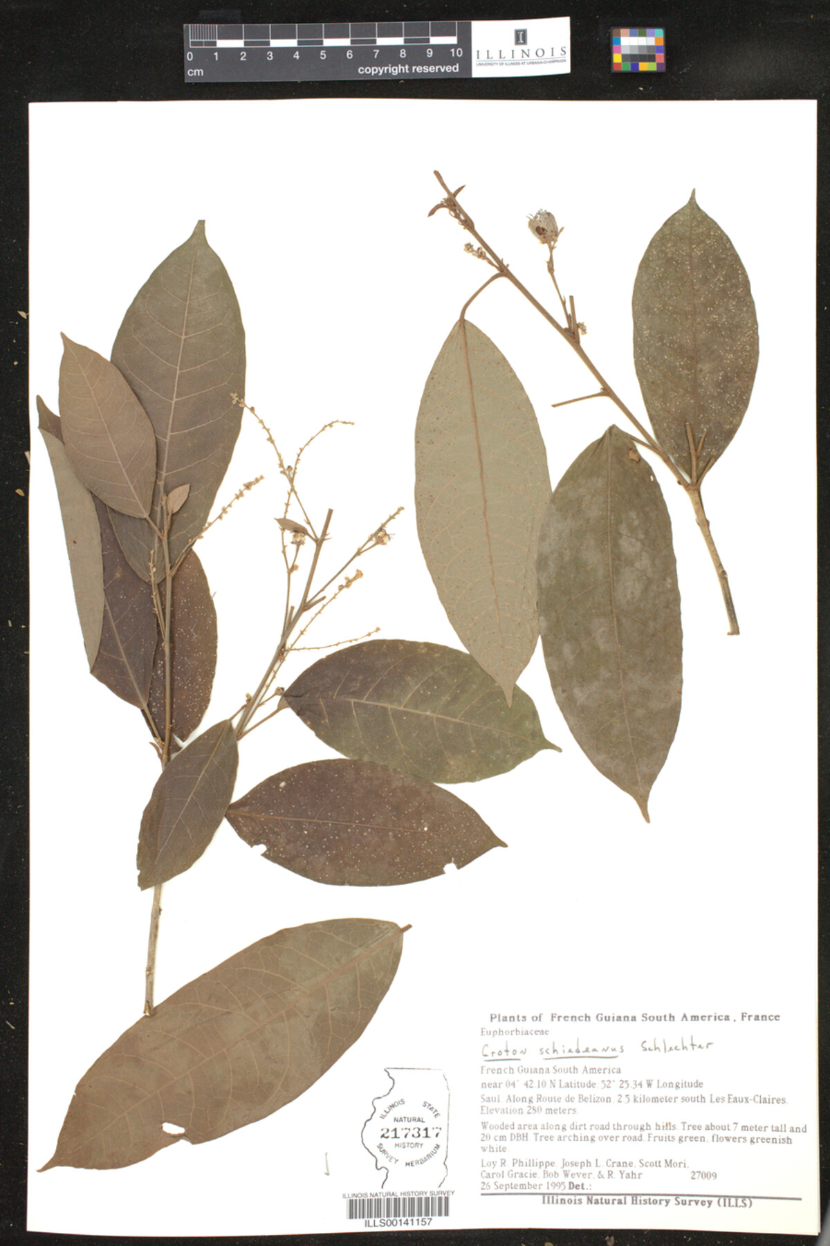 Croton schiedeanus image