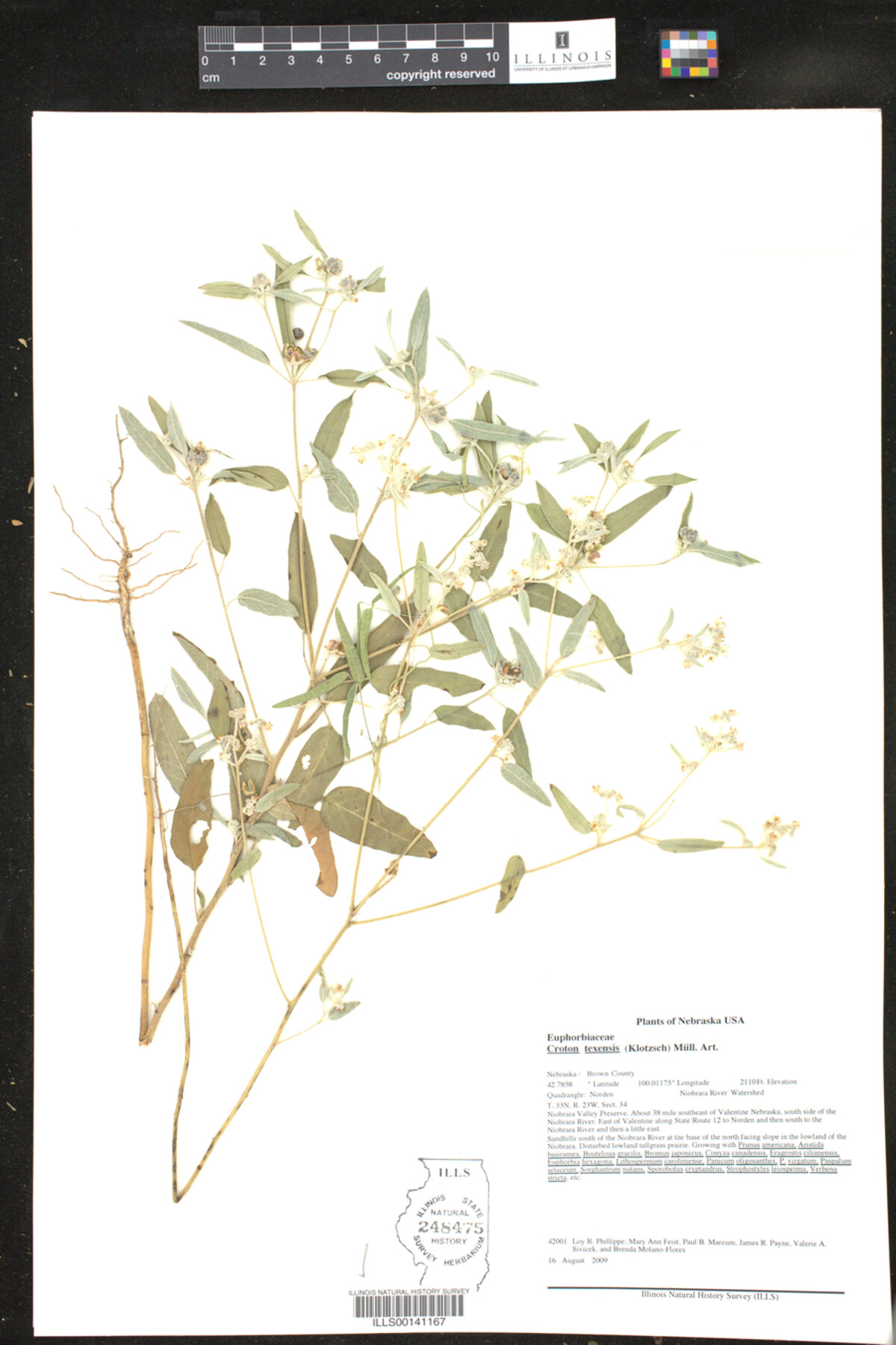 Croton texensis image