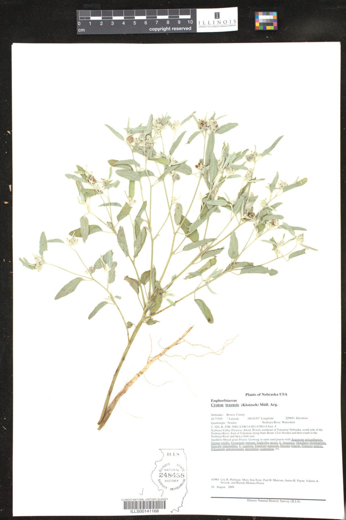 Croton texensis image