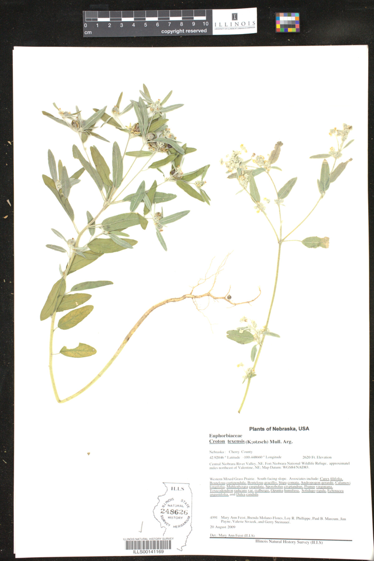 Croton texensis image