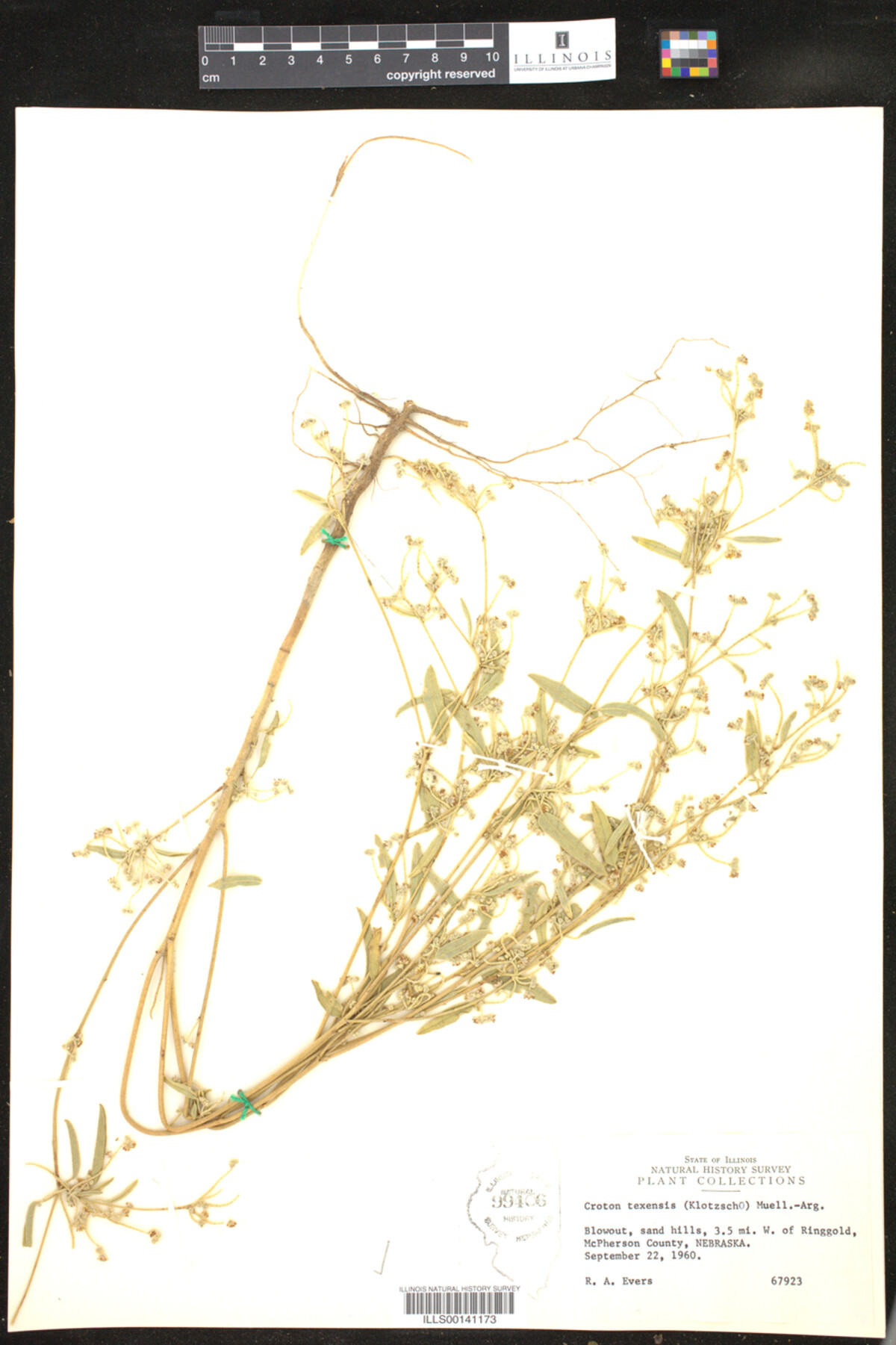 Croton texensis image