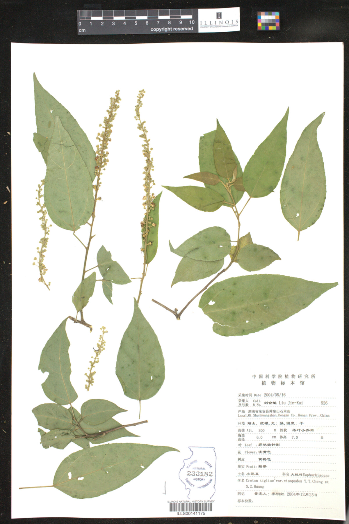 Croton tiglium var. xiaopadou image