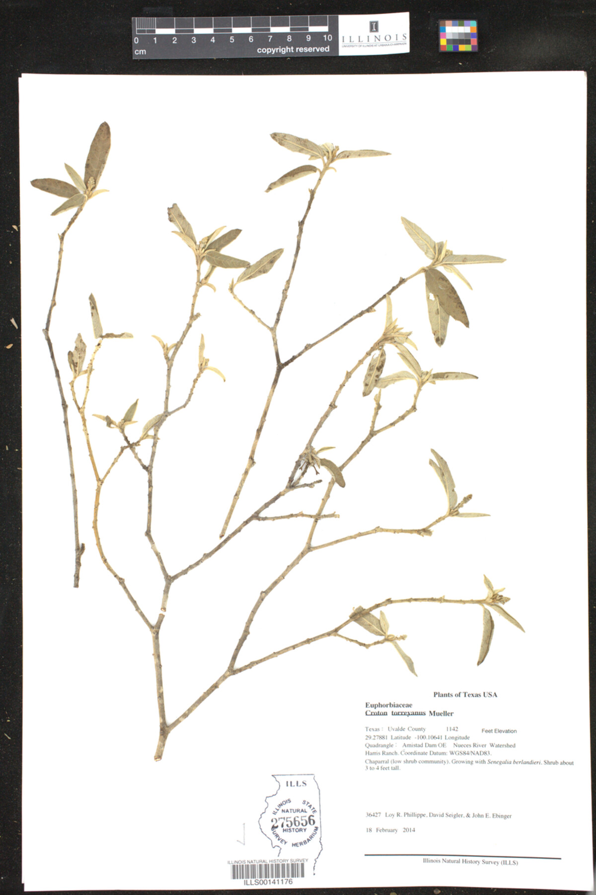 Croton incanus image