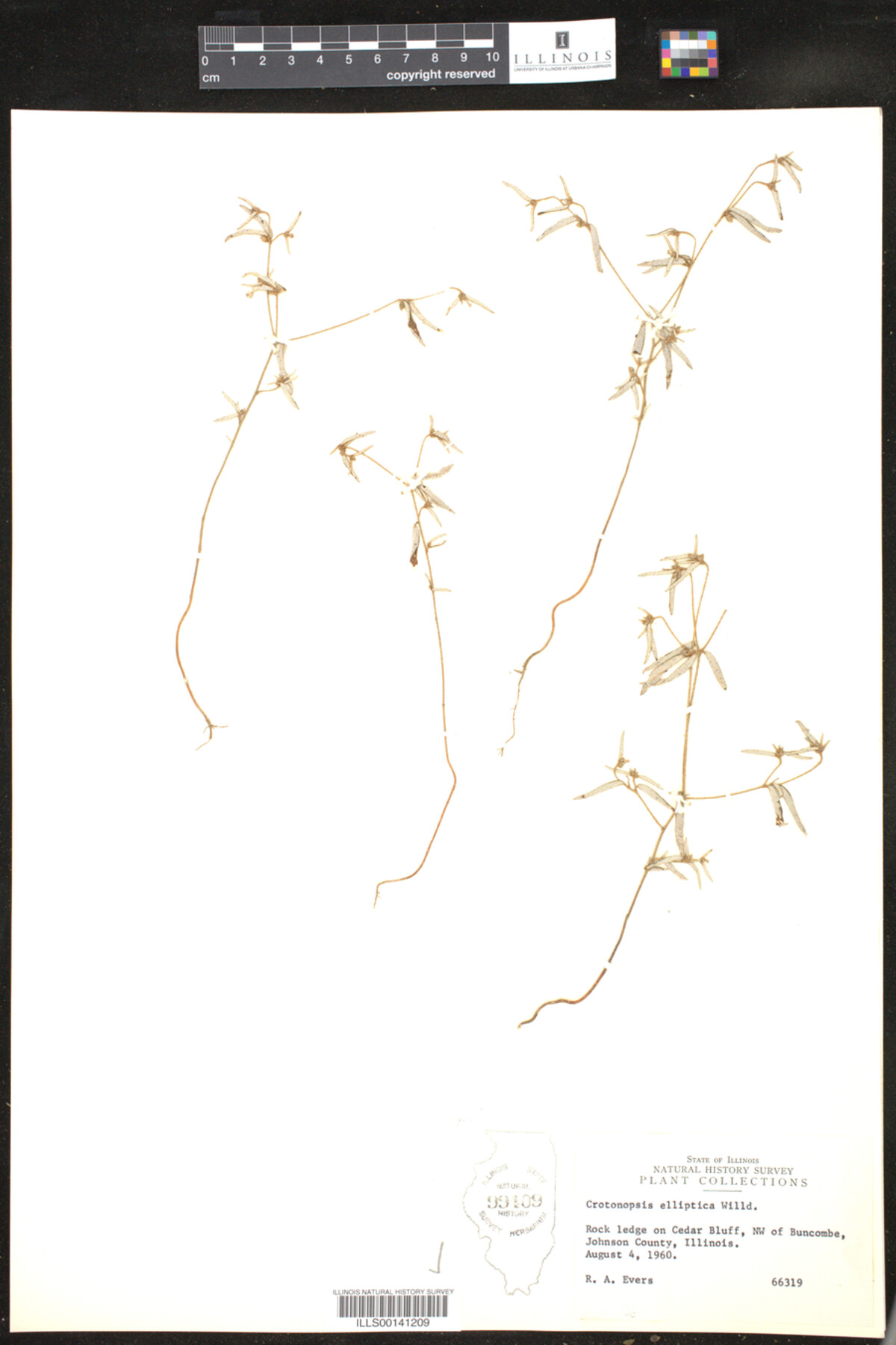 Crotonopsis elliptica image