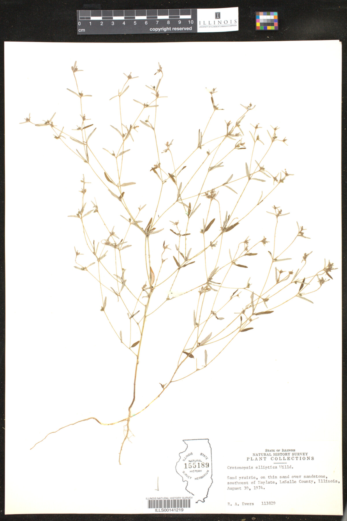 Crotonopsis elliptica image