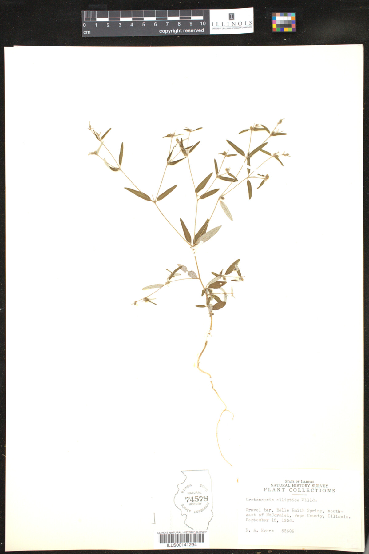 Crotonopsis elliptica image