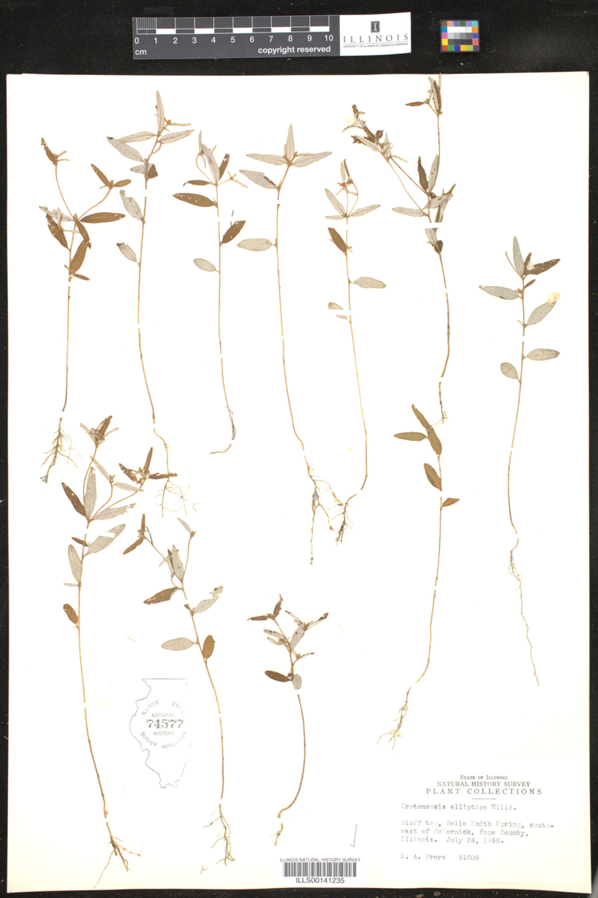 Crotonopsis elliptica image