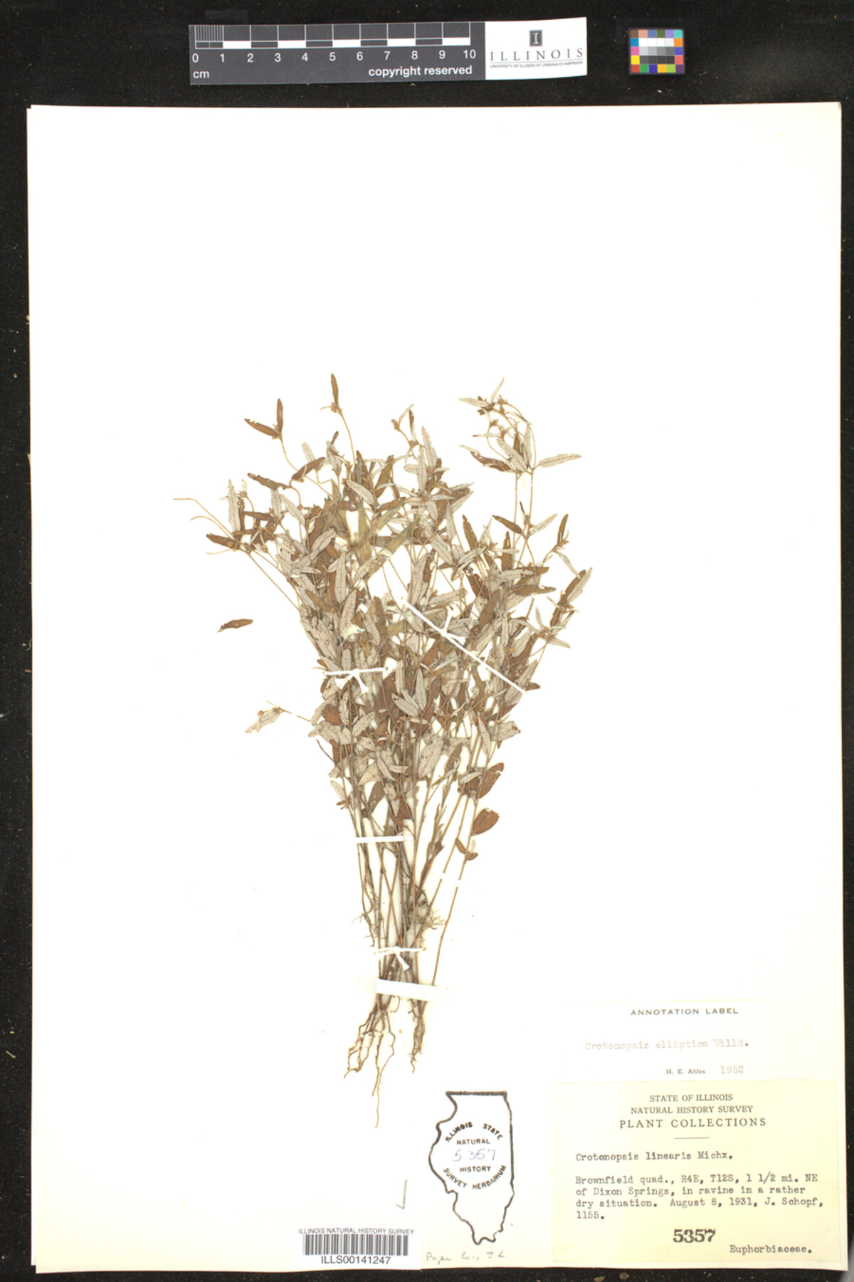 Crotonopsis elliptica image