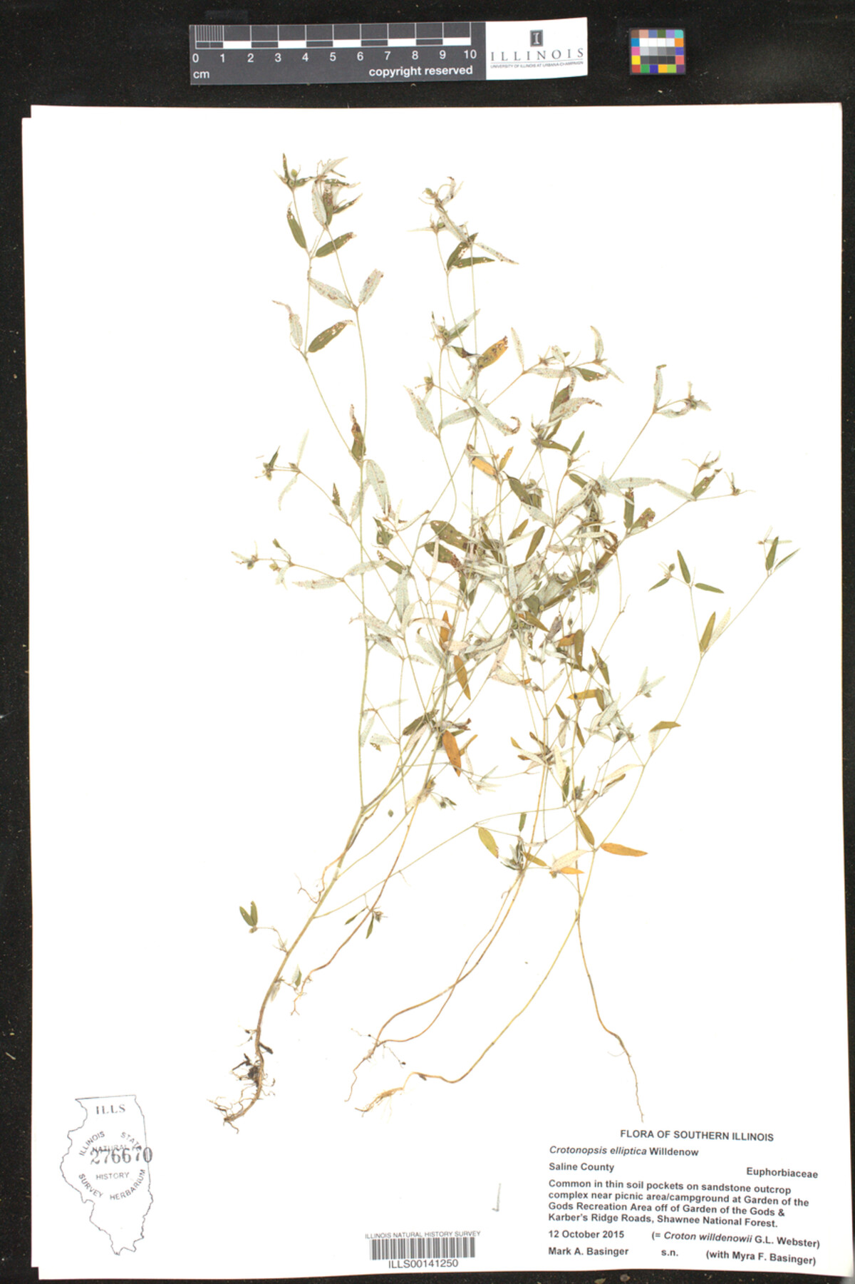 Crotonopsis elliptica image