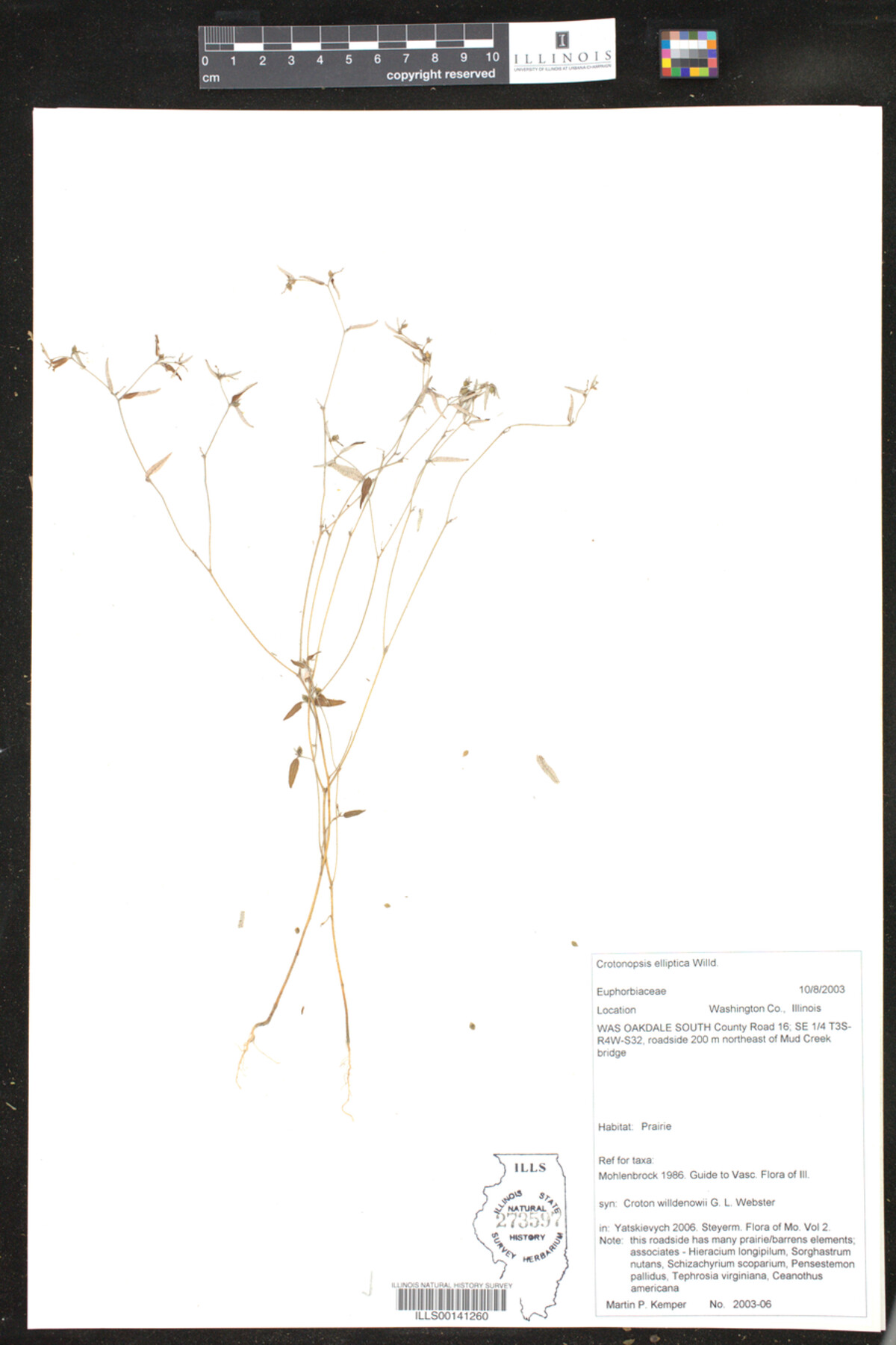 Crotonopsis elliptica image