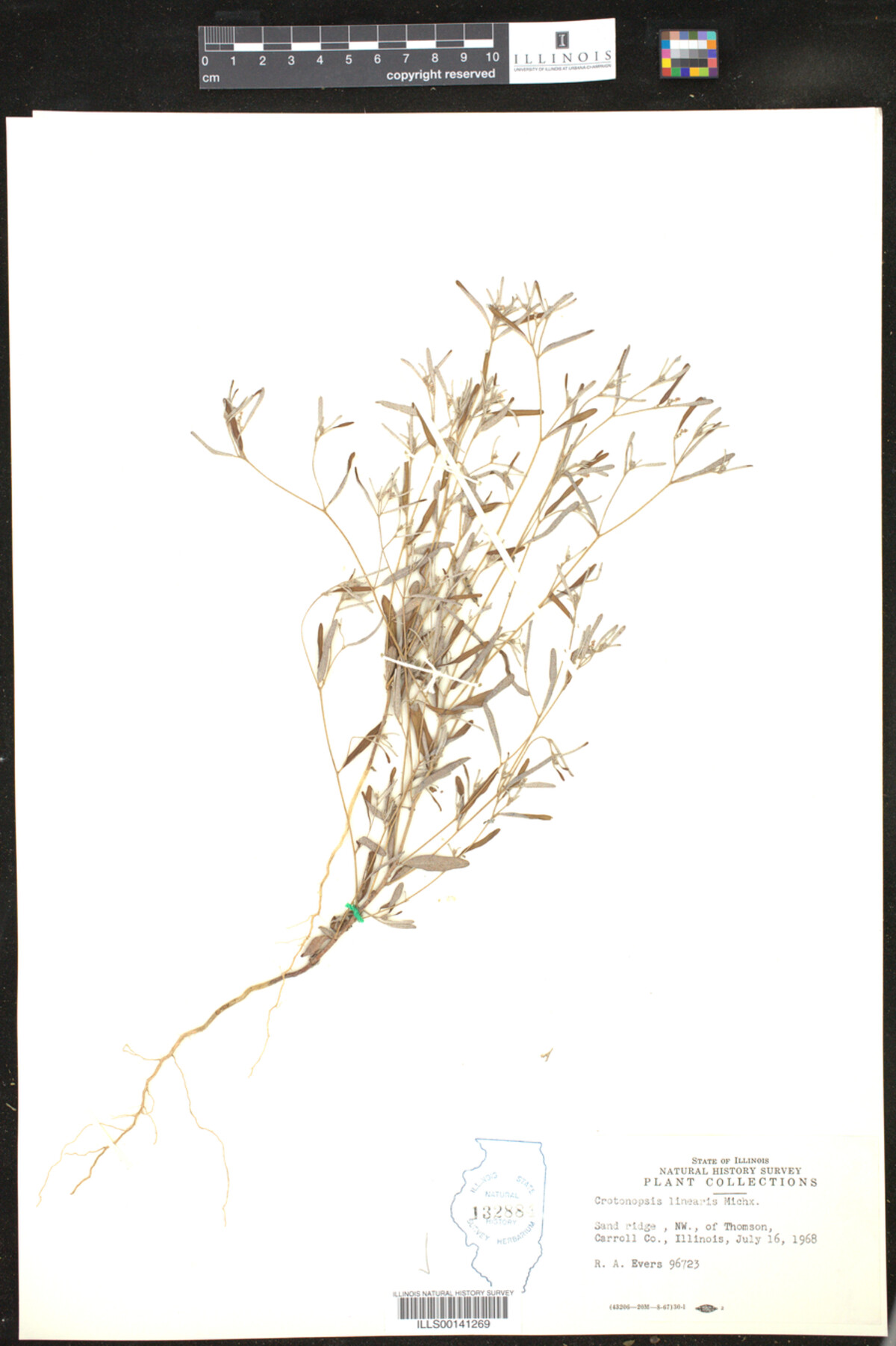 Croton michauxii image