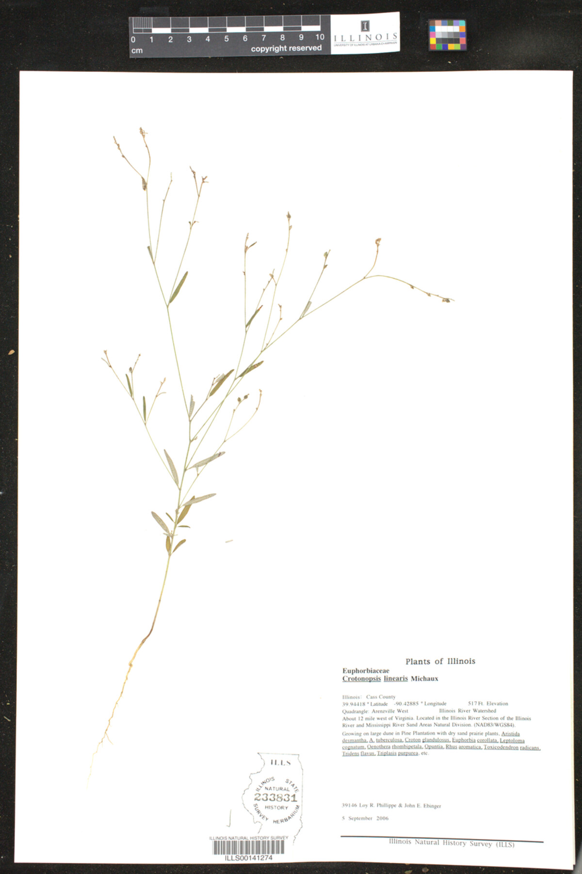 Croton michauxii image