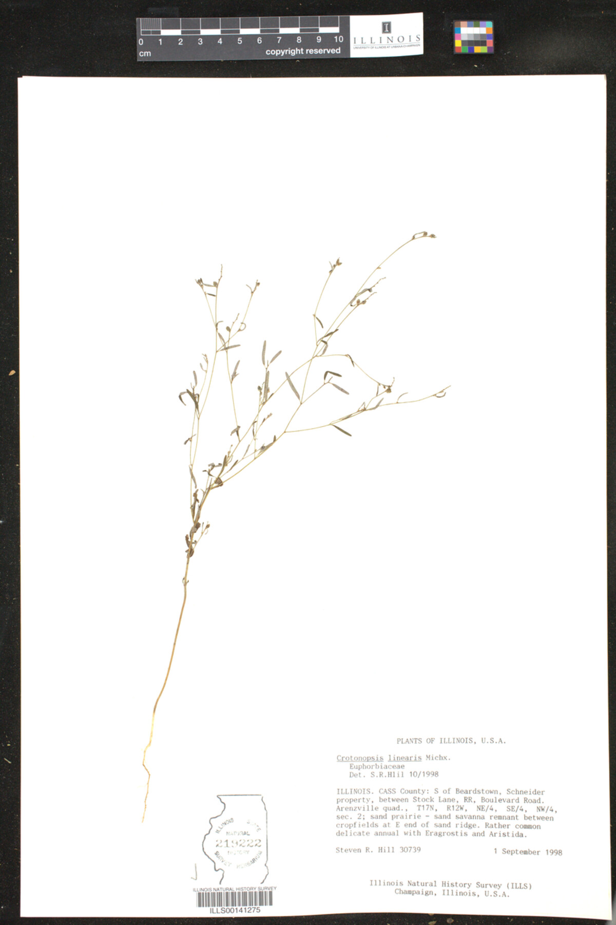 Croton michauxii image