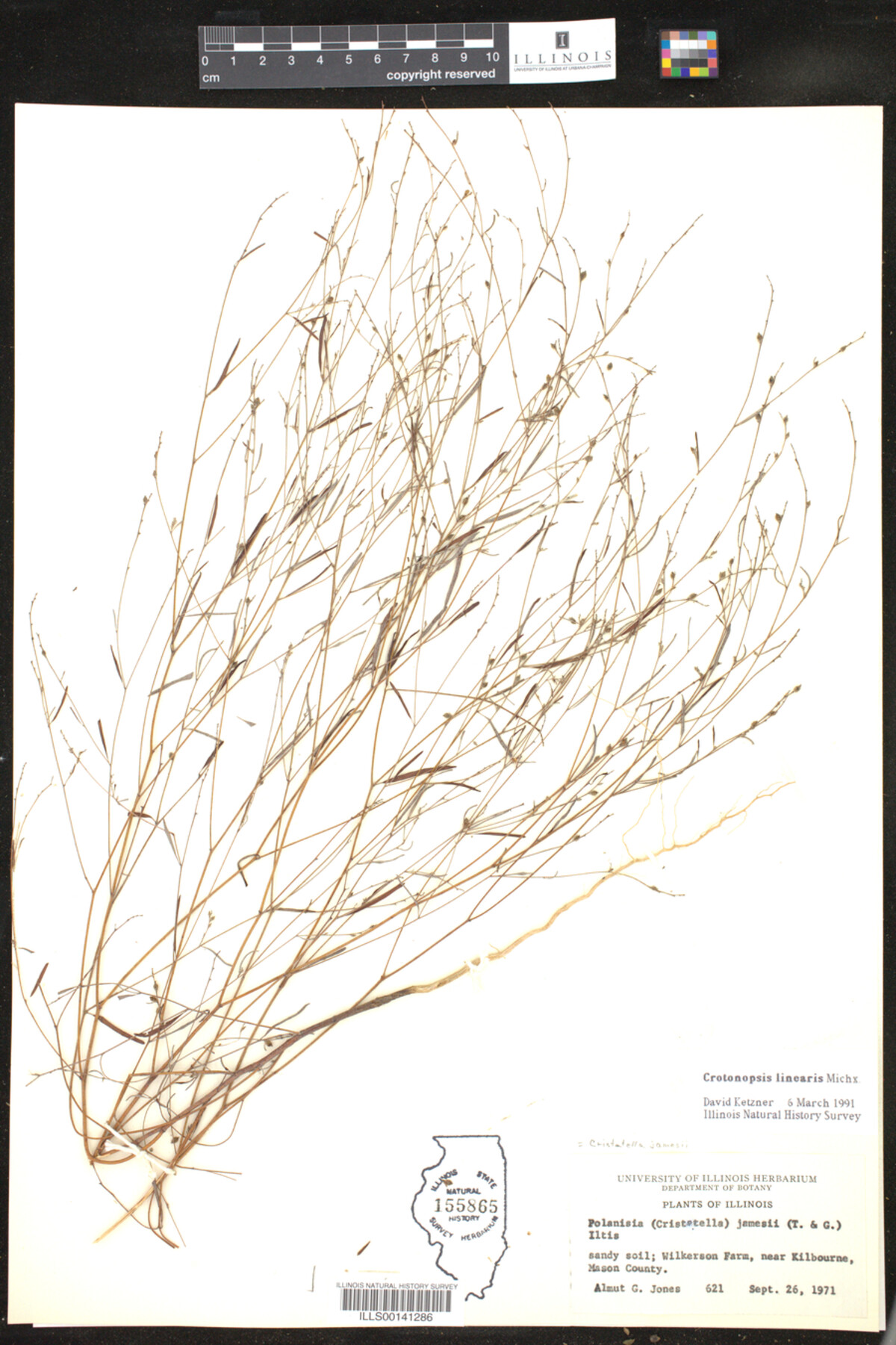 Croton michauxii image