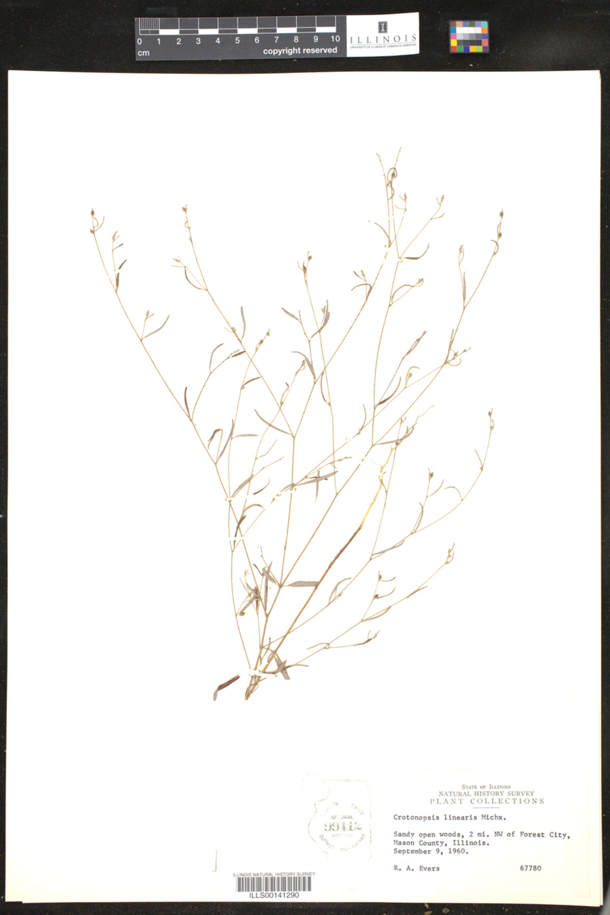 Croton michauxii image