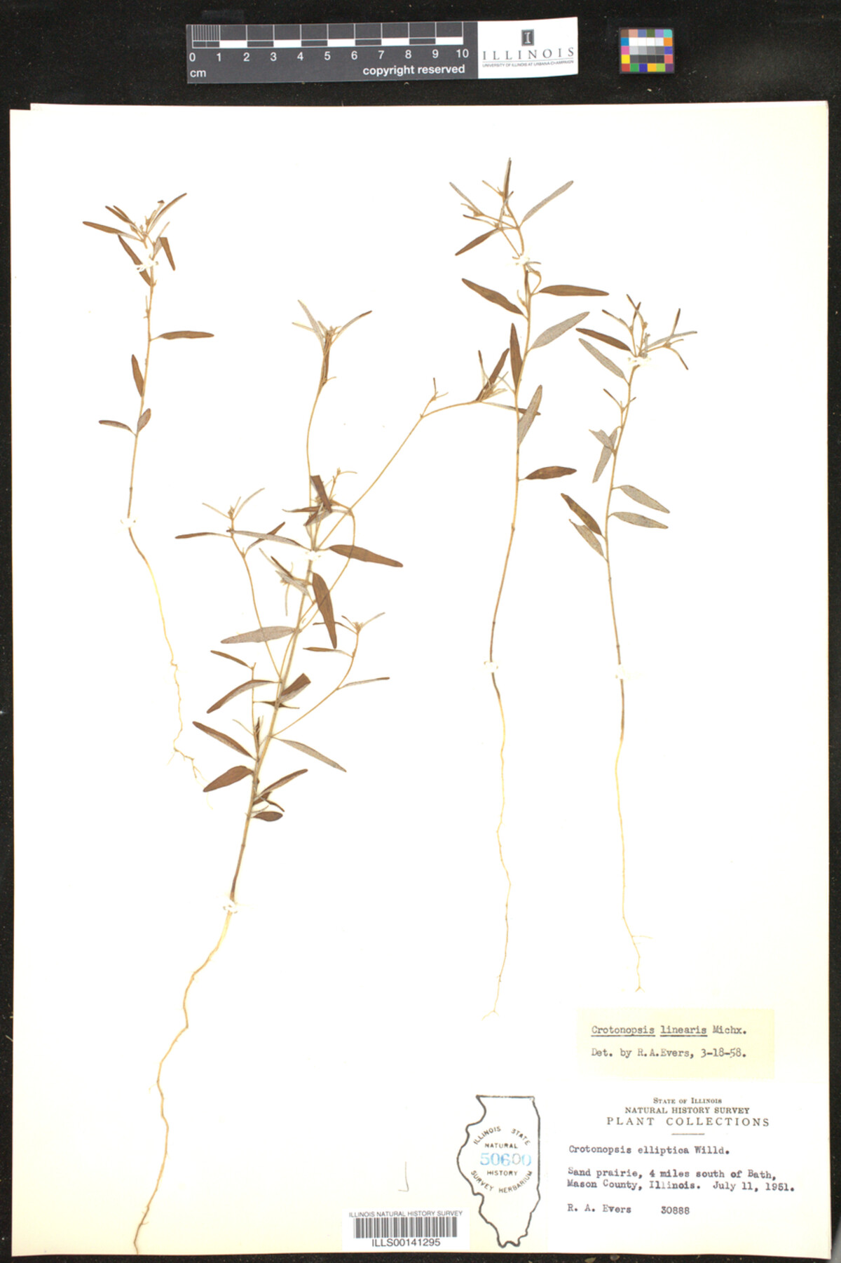 Croton michauxii image