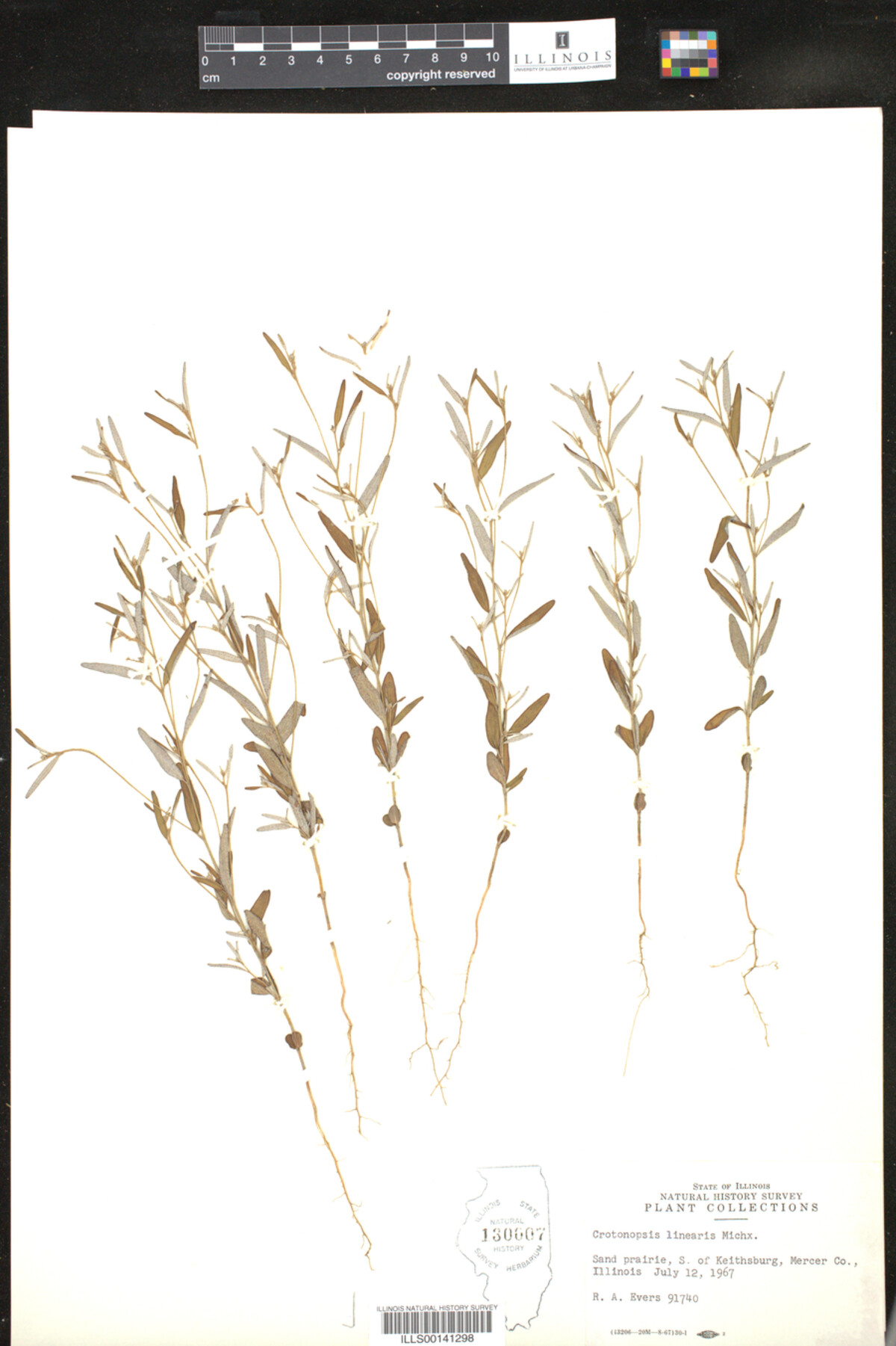 Croton michauxii image