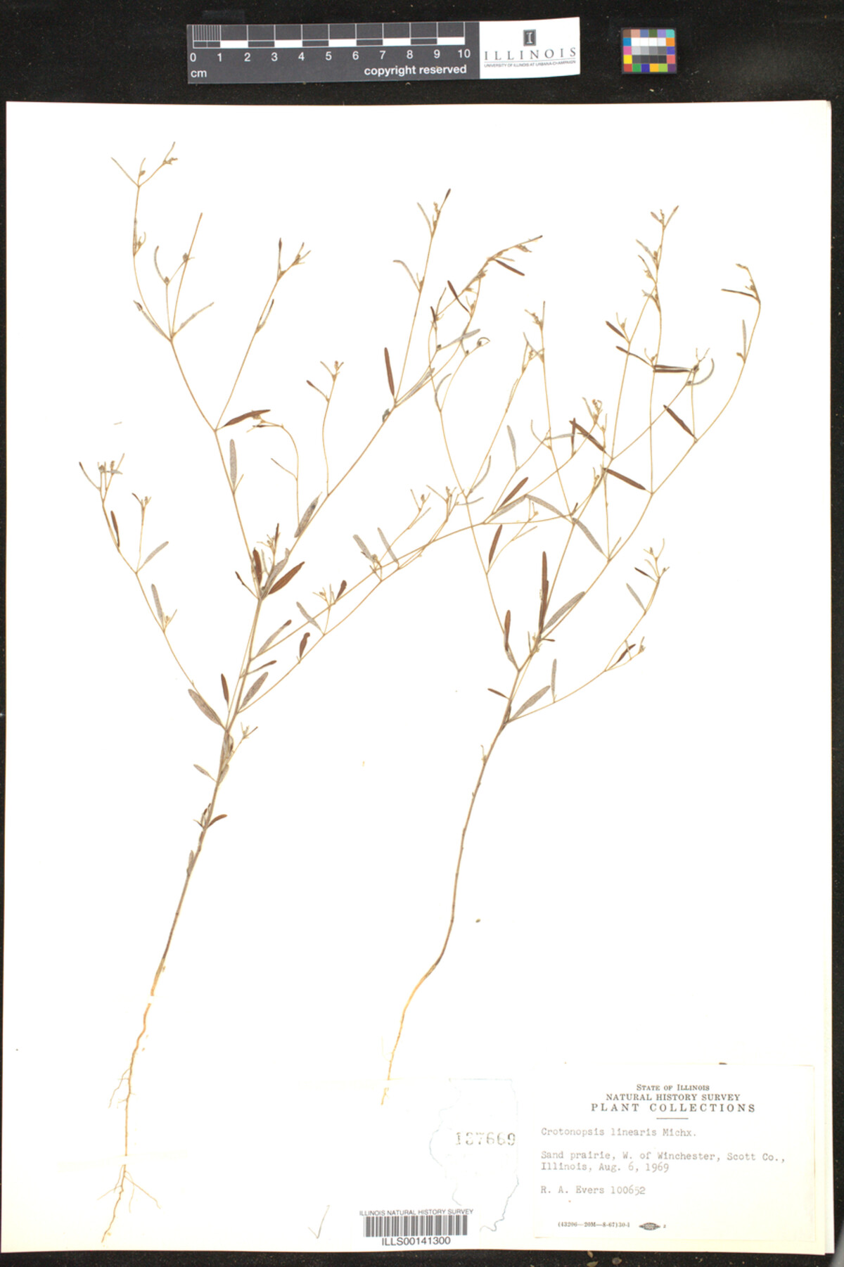 Croton michauxii image