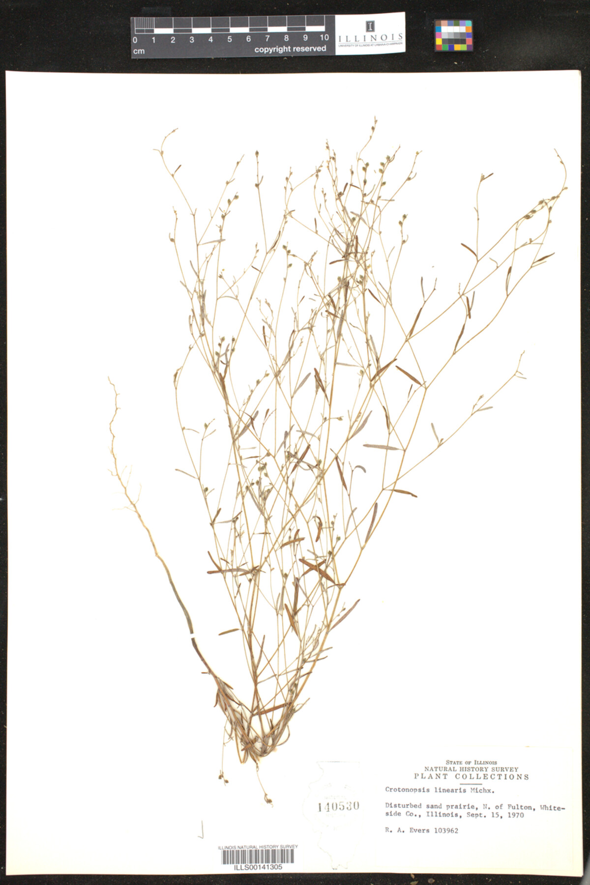 Croton michauxii image