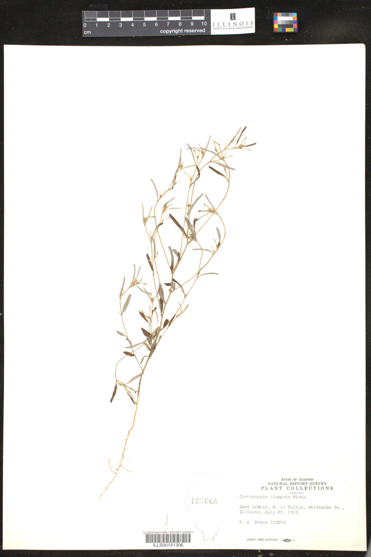 Croton michauxii image