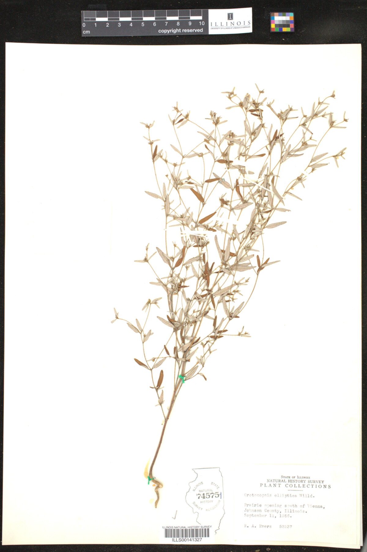 Crotonopsis elliptica image