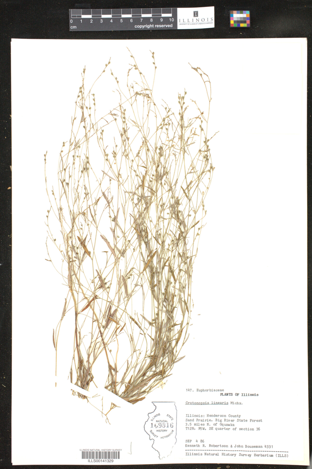Croton michauxii image