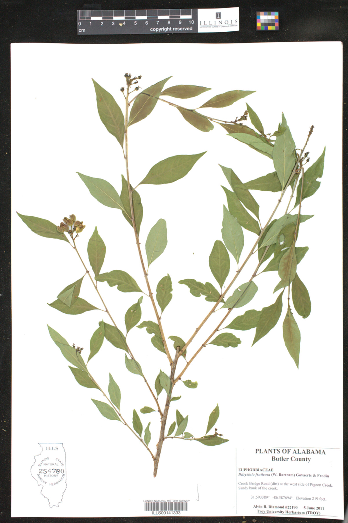 Ditrysinia fruticosa image