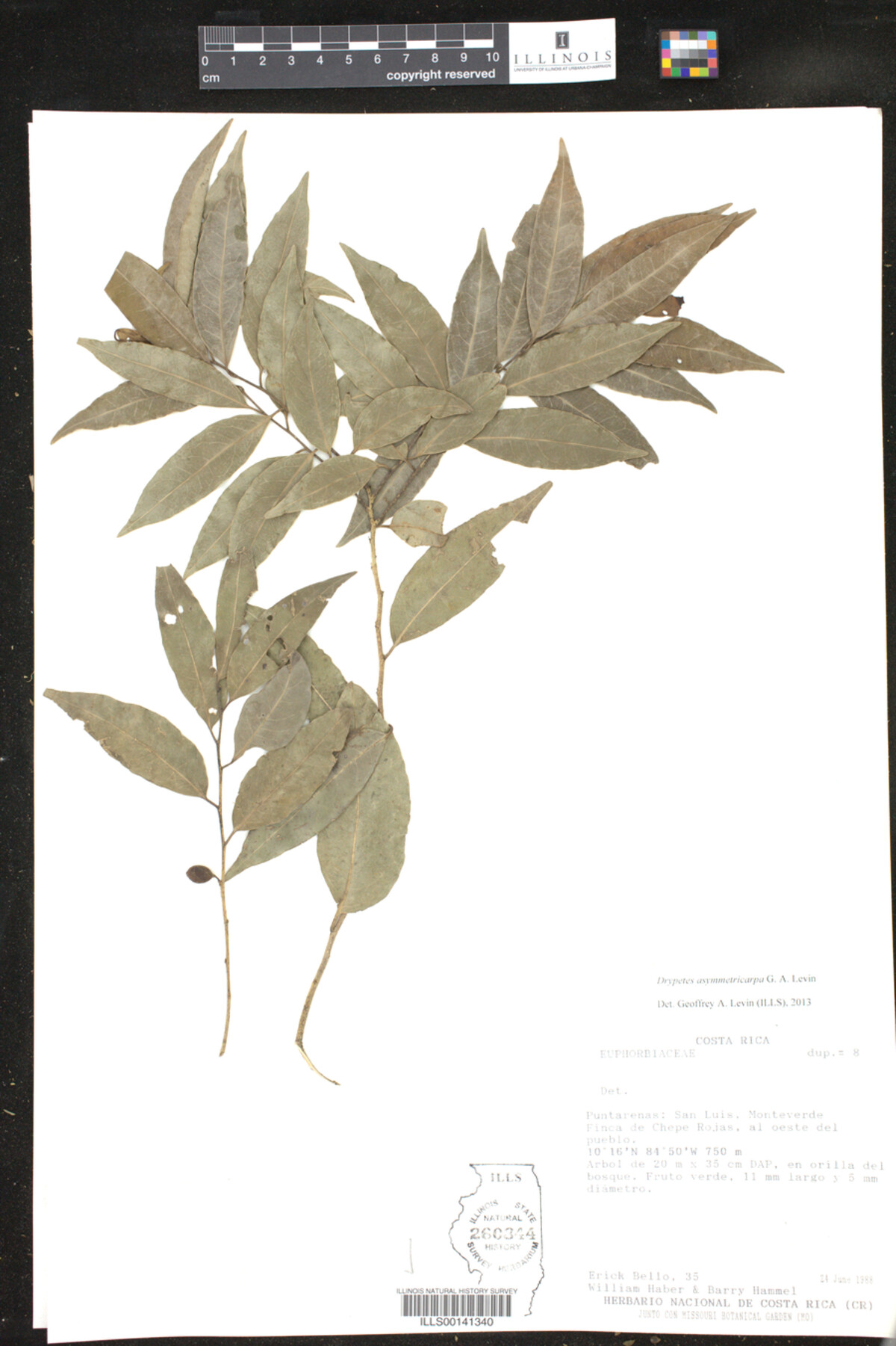 Drypetes asymmetricarpa image