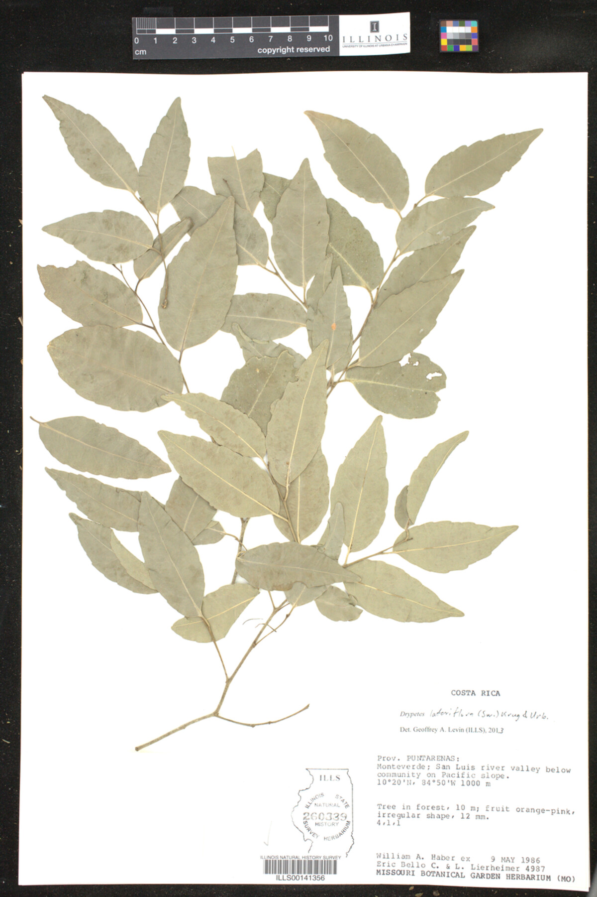 Putranjivaceae image