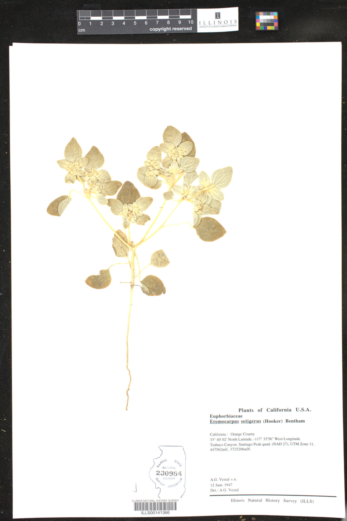 Croton setiger image