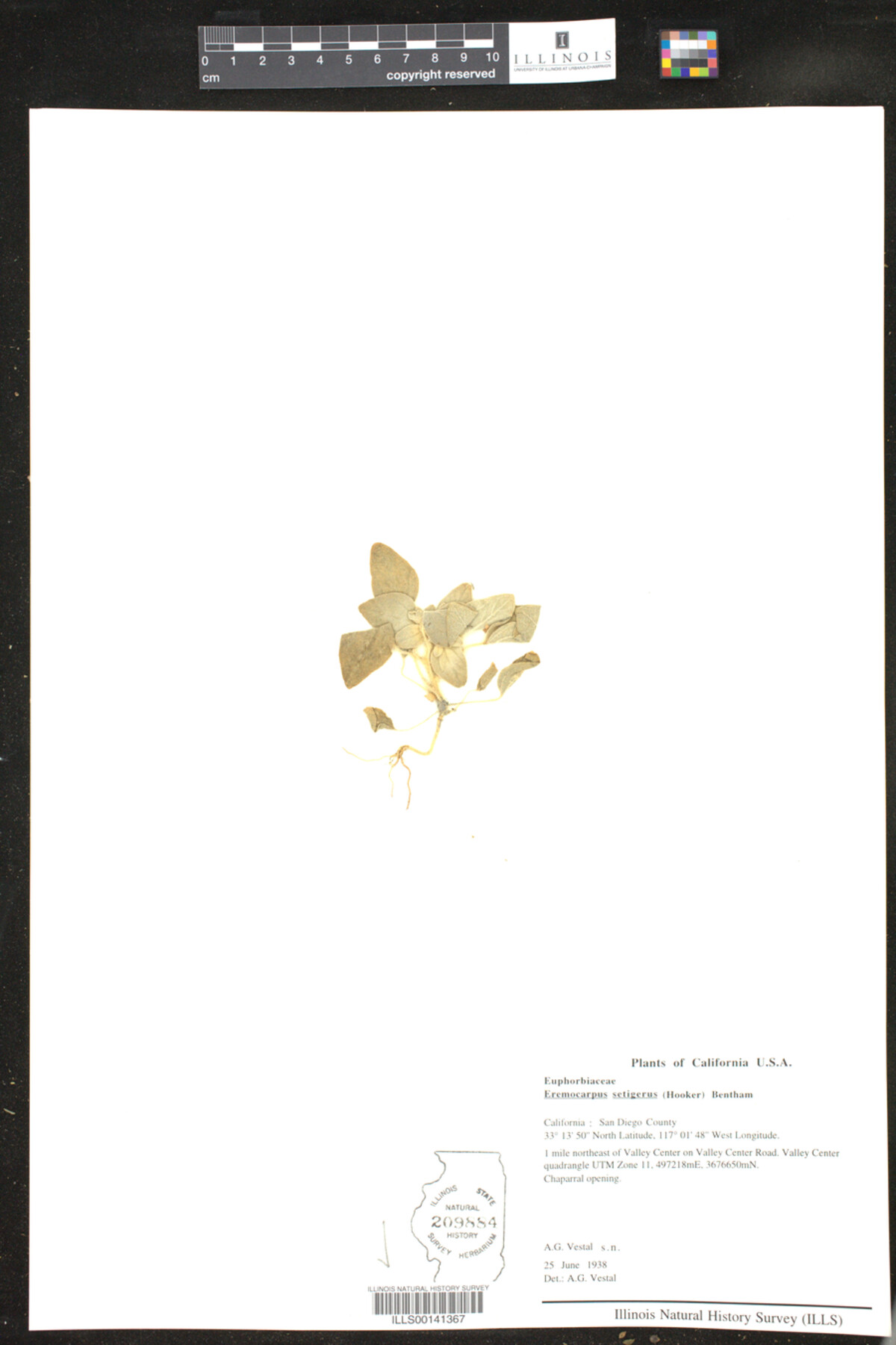 Croton setiger image