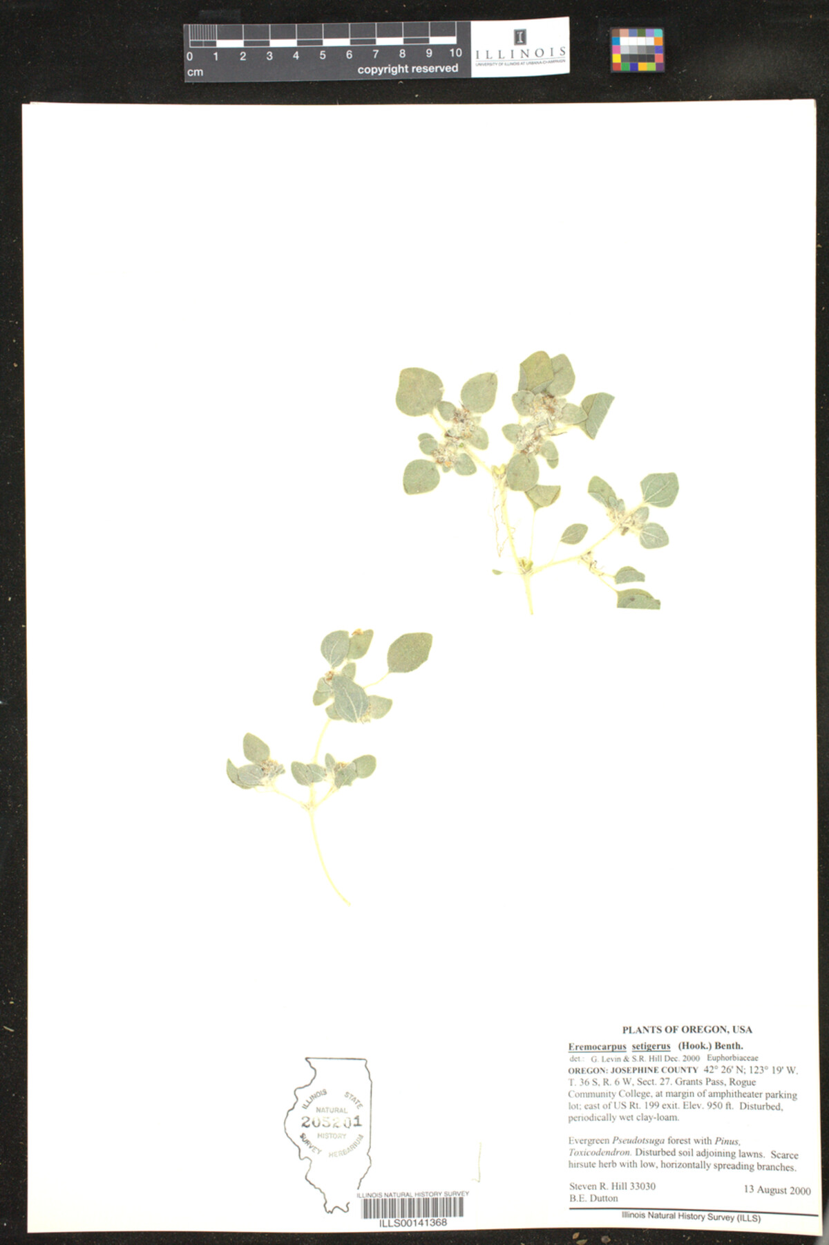 Croton setiger image