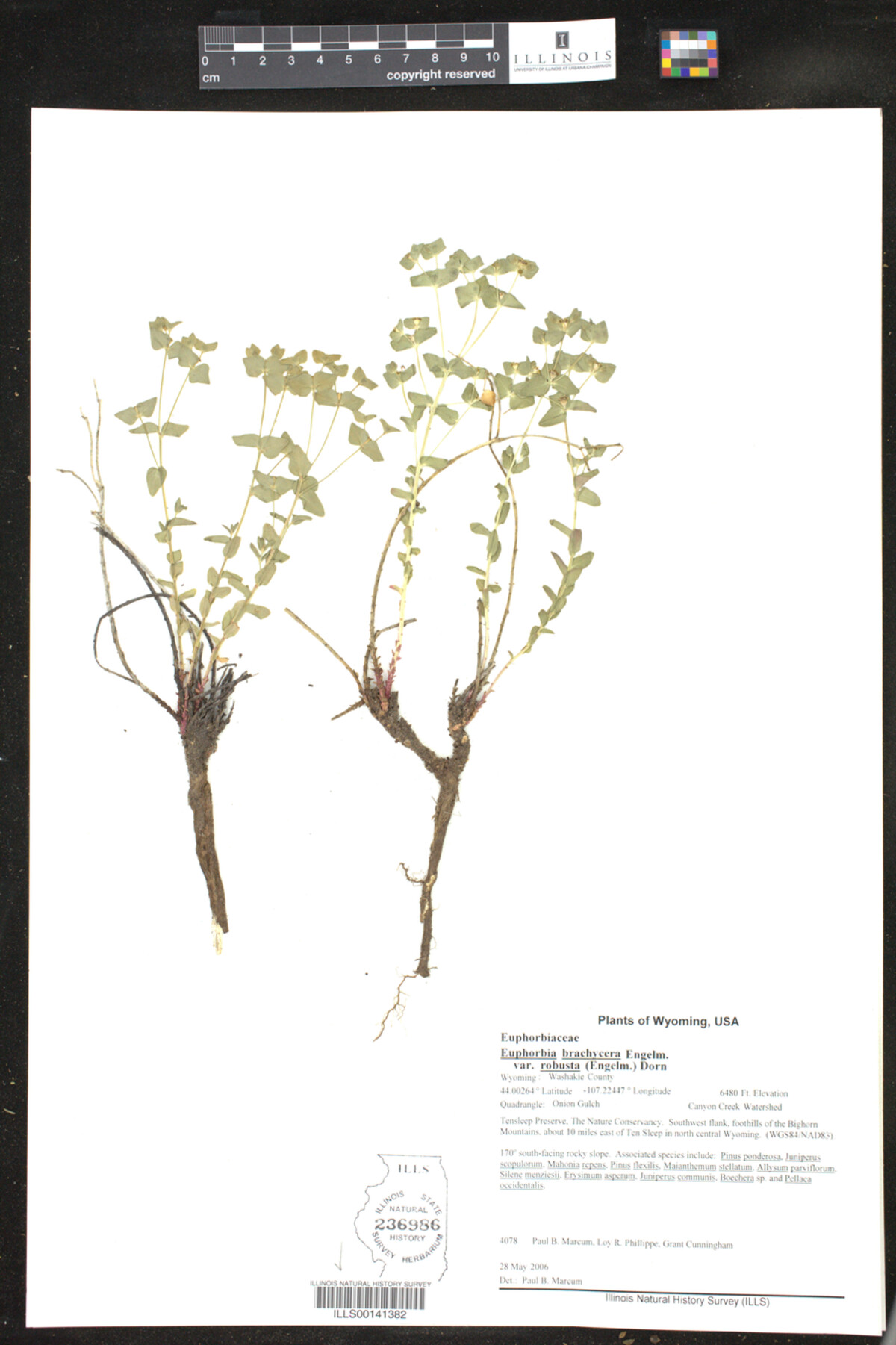 Euphorbia brachycera image