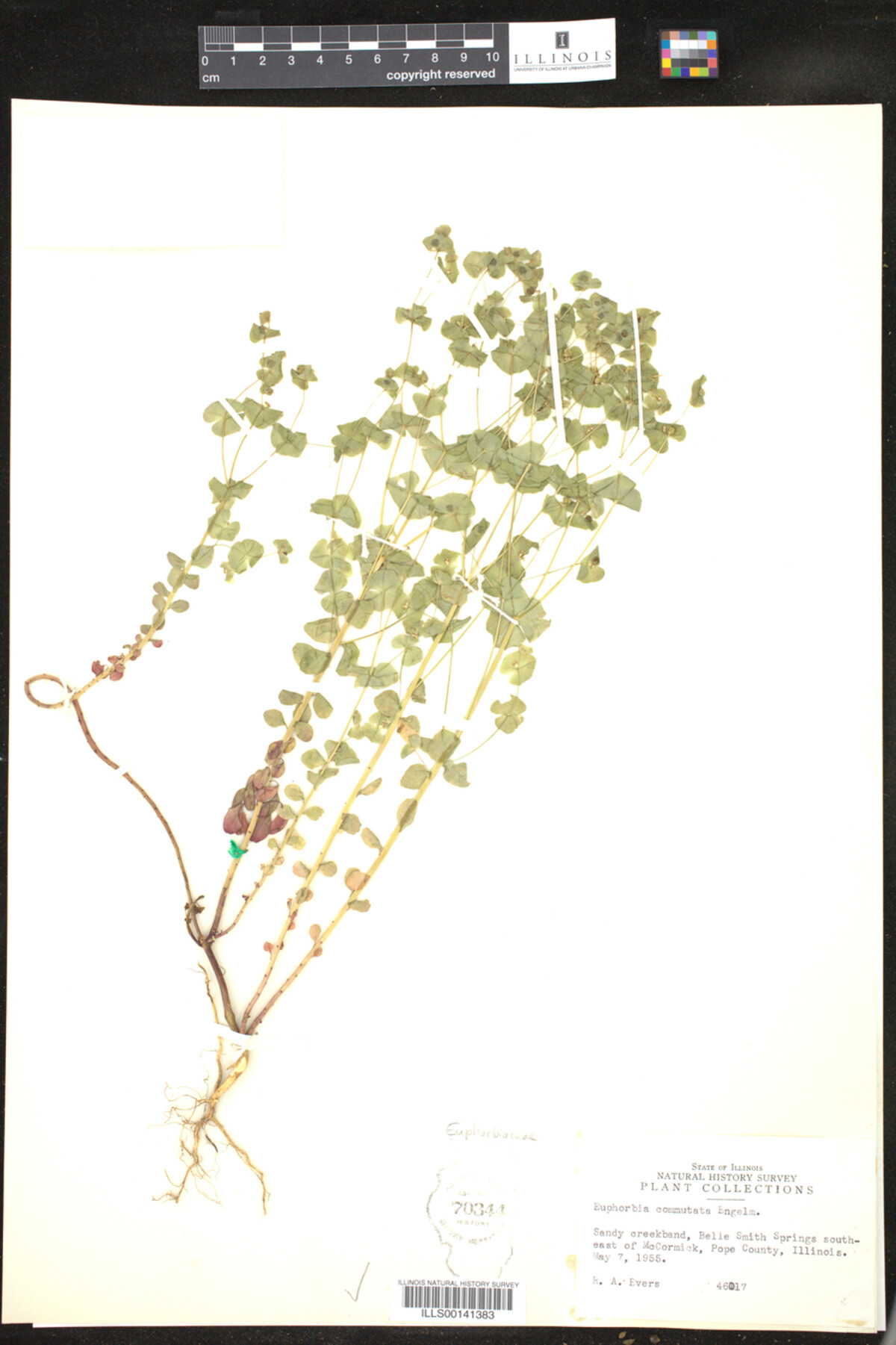 Euphorbia commutata image