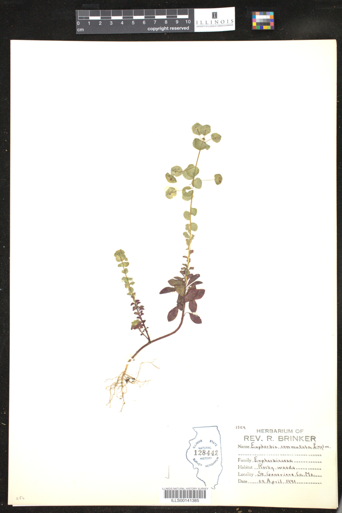 Euphorbia commutata image