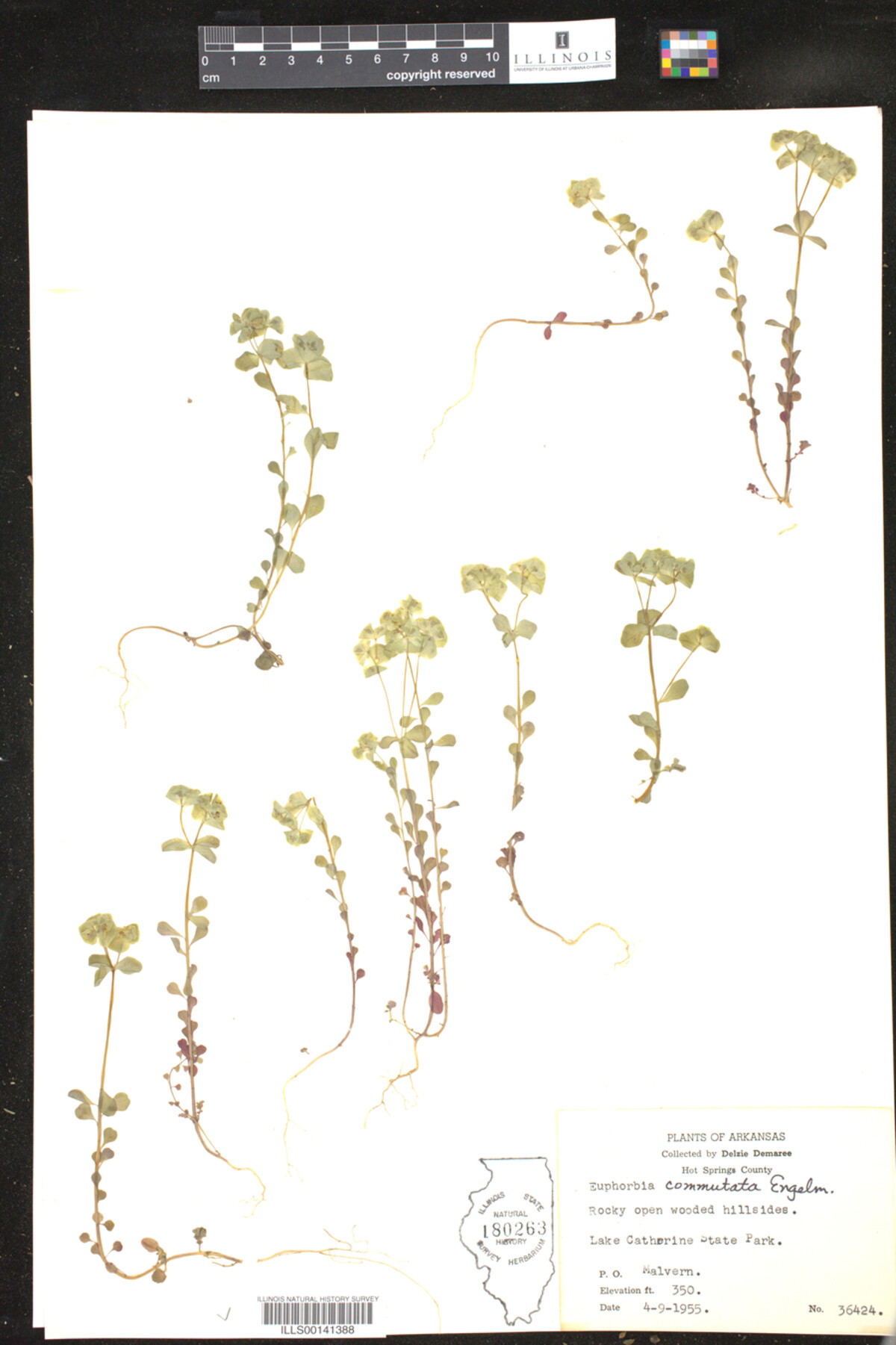 Euphorbia commutata image