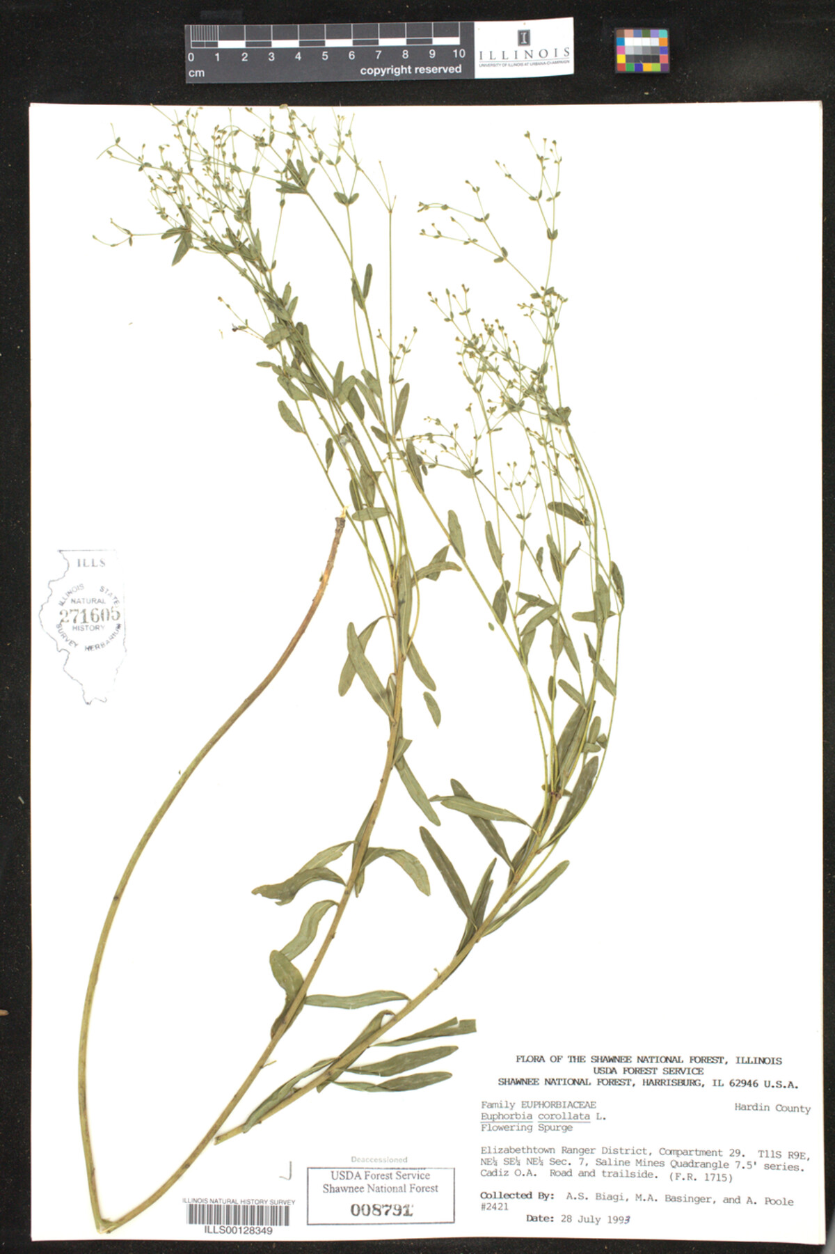 Euphorbia corollata image