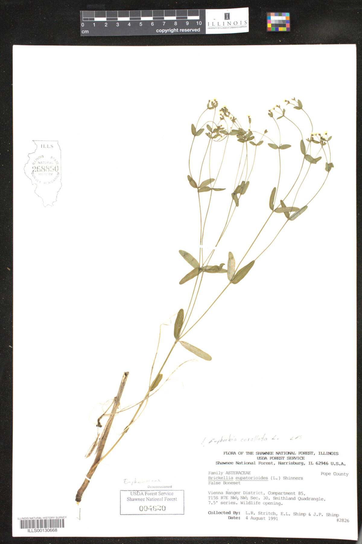 Euphorbia corollata image