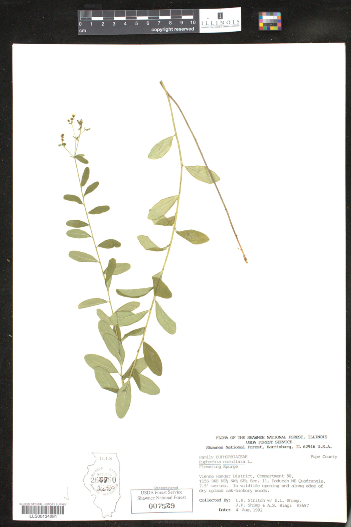 Euphorbia corollata image